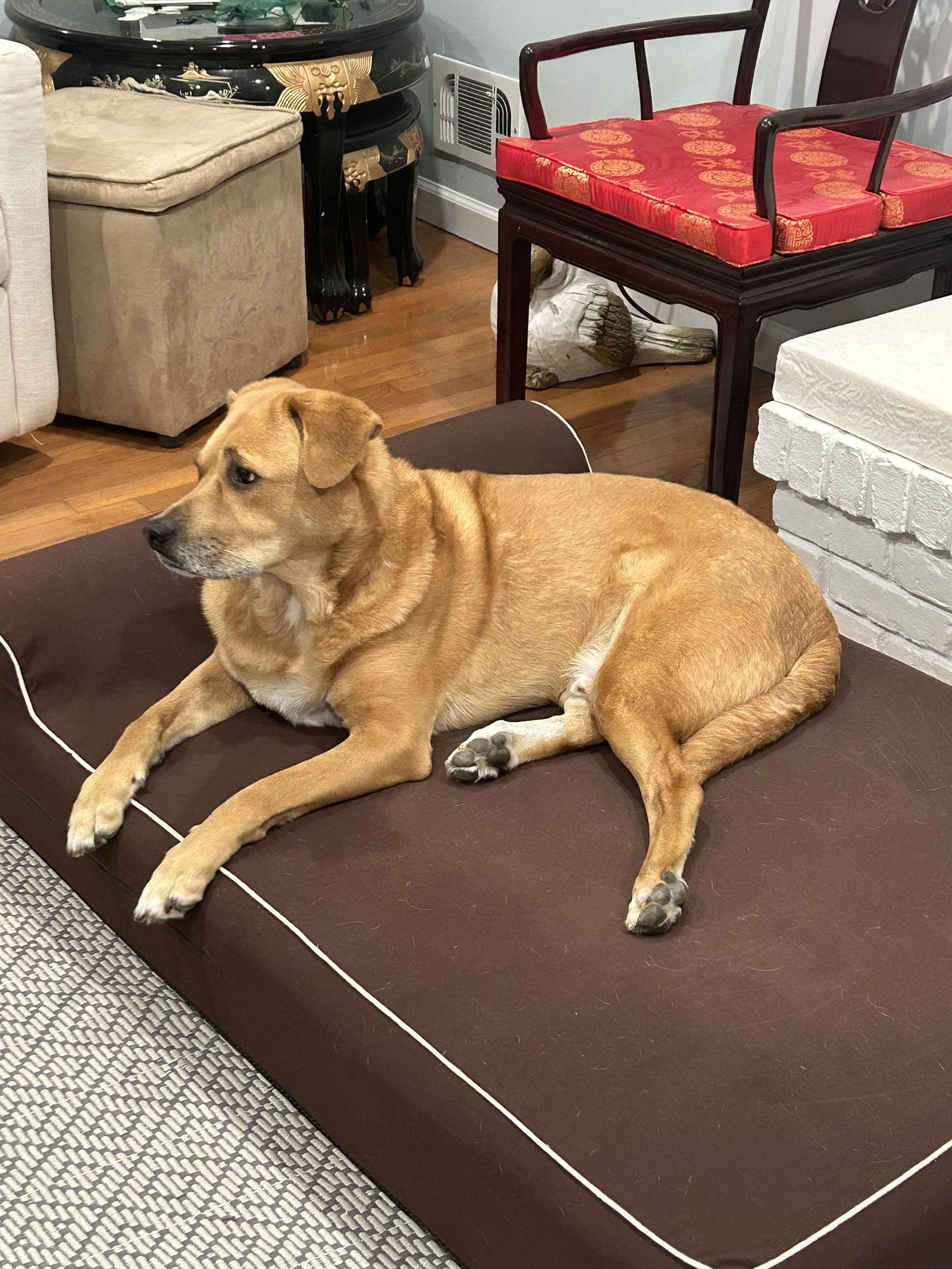 Mason - Adoption pending, a Adoptable Labrador Retriever in Oakhurst, NJ image 1/3