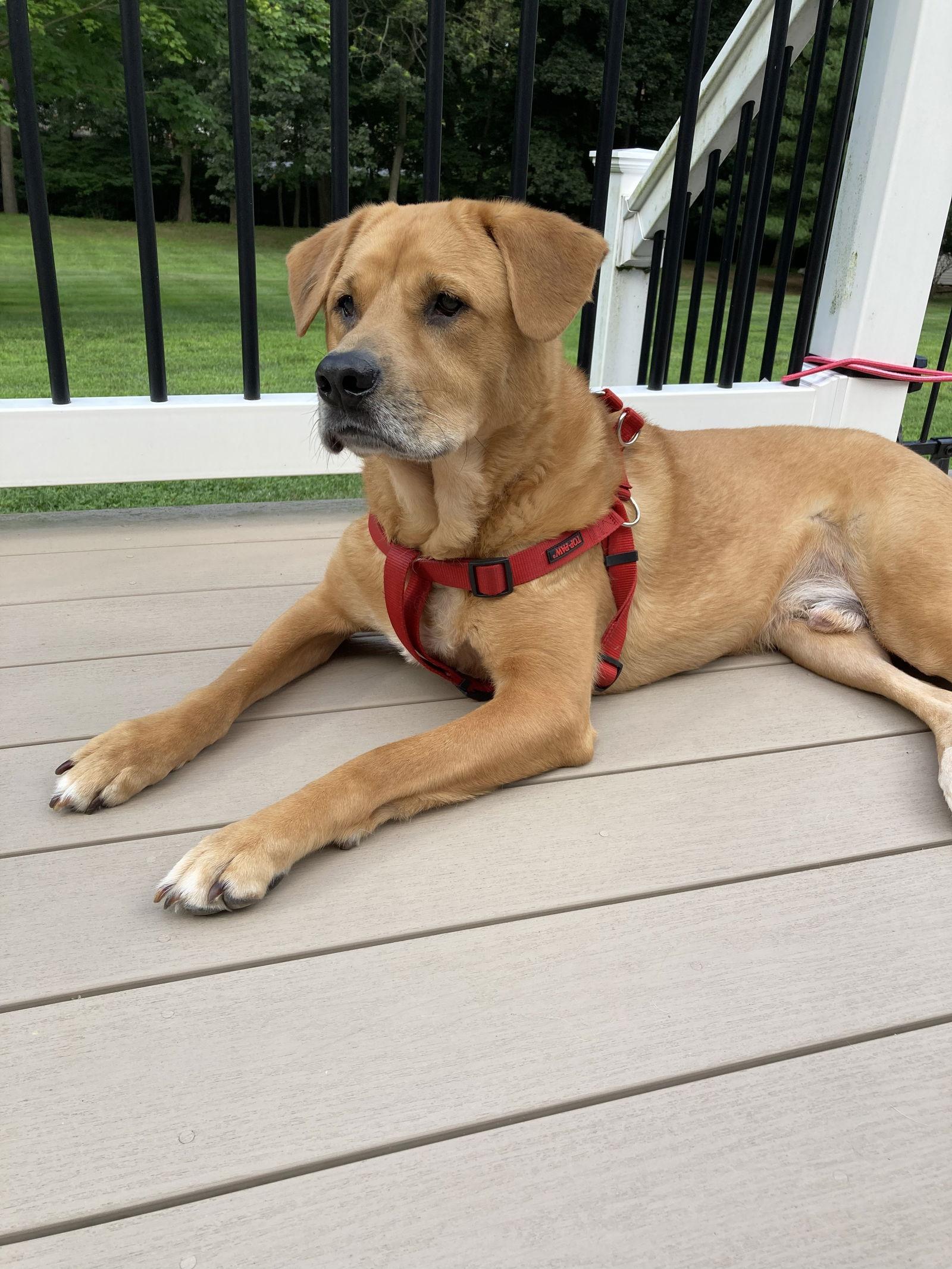 Mason - Adoption pending, a Adoptable Labrador Retriever in Oakhurst, NJ image 2/3