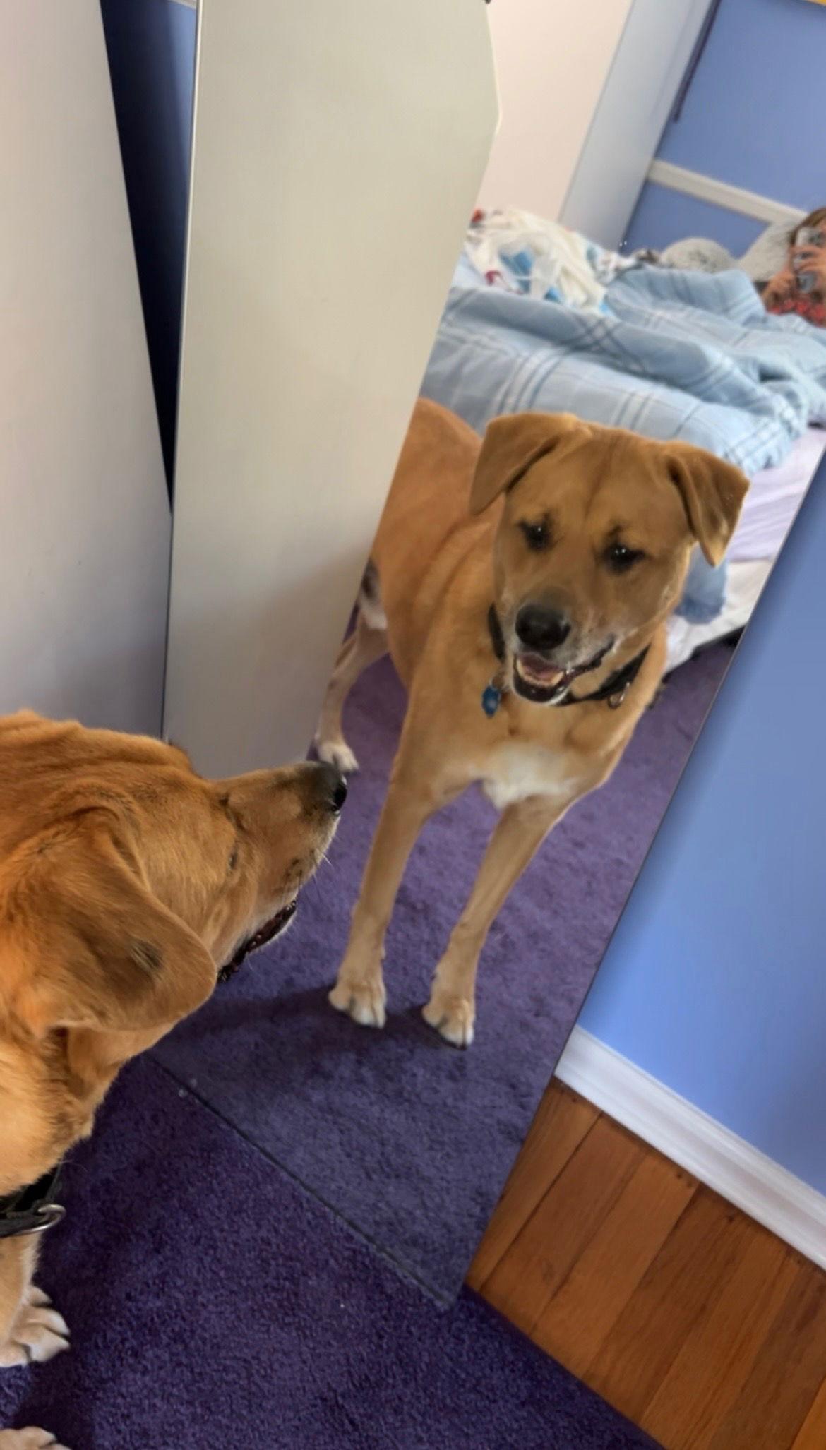 Mason - Adoption pending, a Adoptable Labrador Retriever in Oakhurst, NJ image 3/3