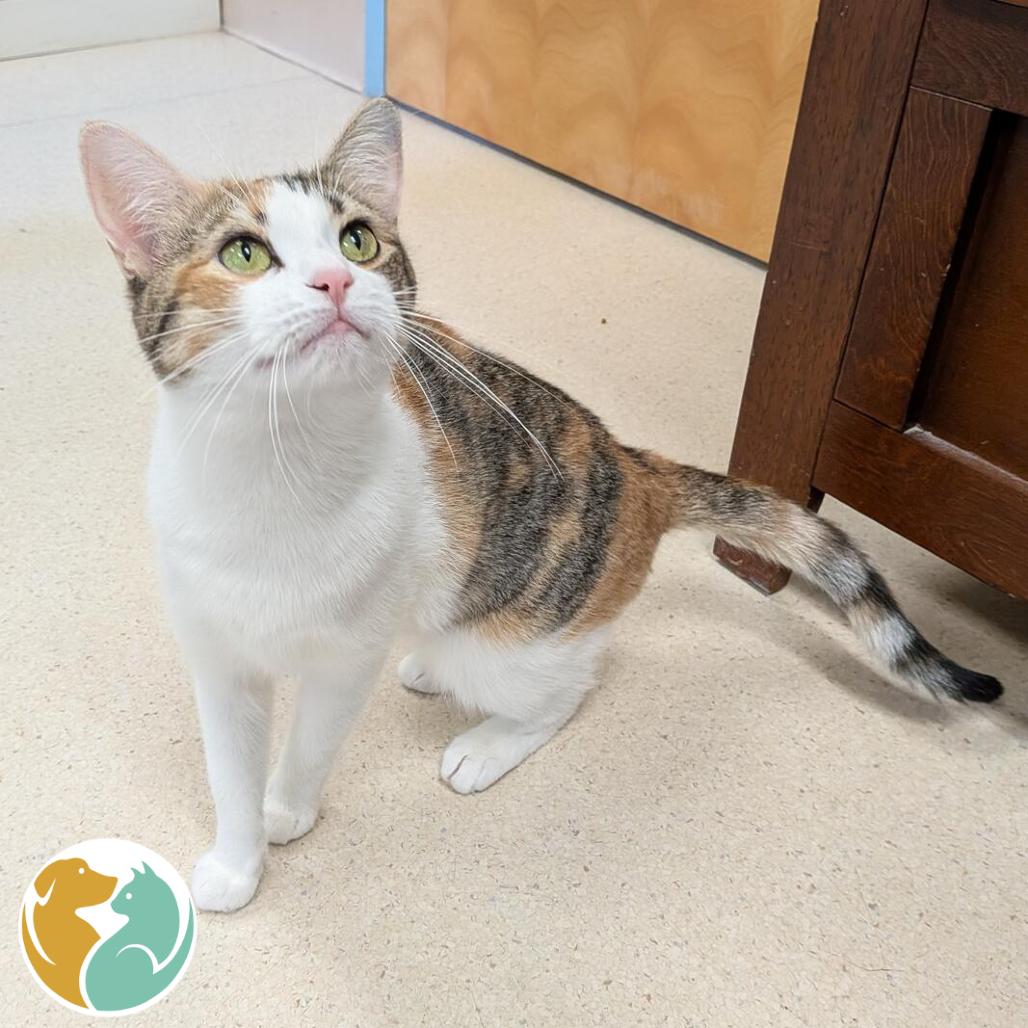 Enlarge Michi, a Adoptable Domestic Short Hair in Toledo, OH image 1/1
