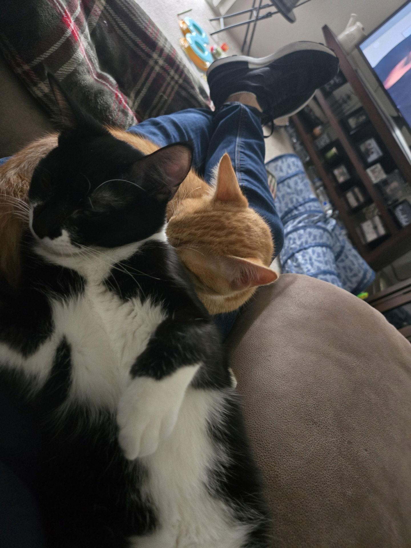 Garfield ( Alice), a Adoptable Tabby in Vallejo, CA image 2/3