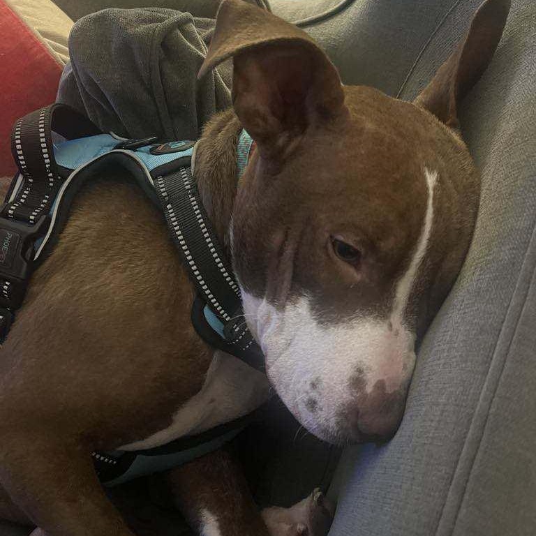 Juniper, a Adoptable Terrier in Penfield, NY image 5/6