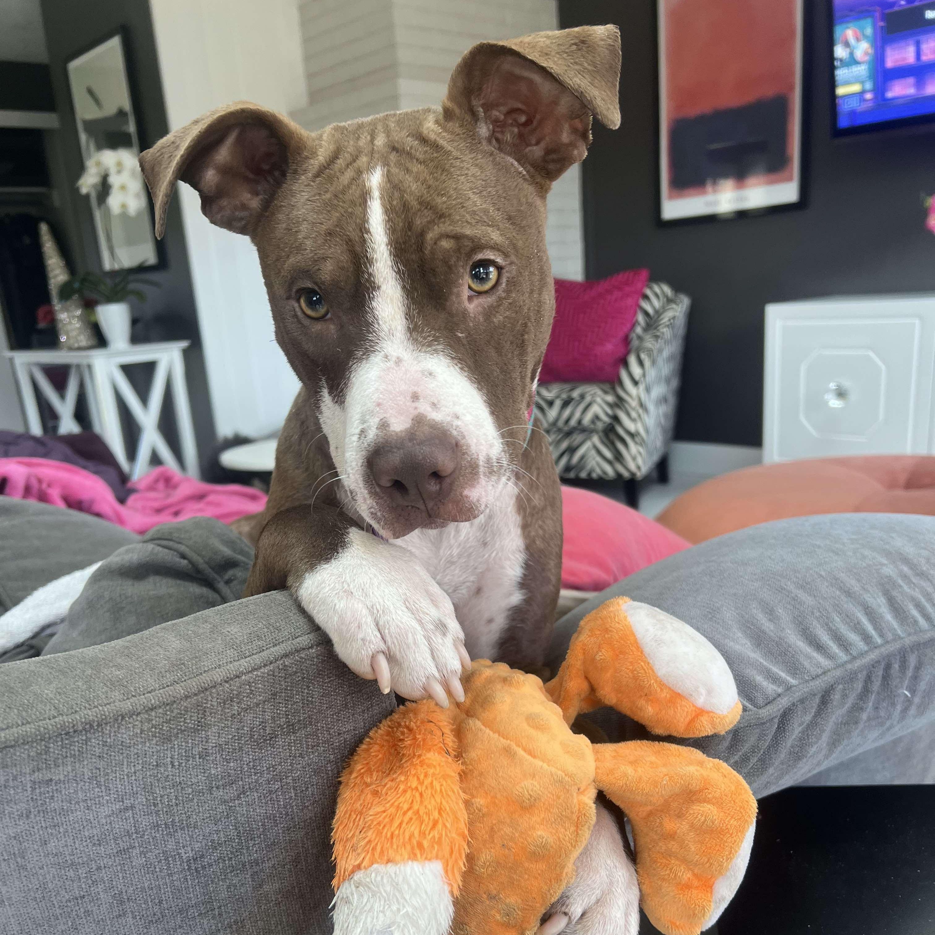 Juniper, an adoptable Terrier in Penfield, NY, 14526 | Photo Image 3