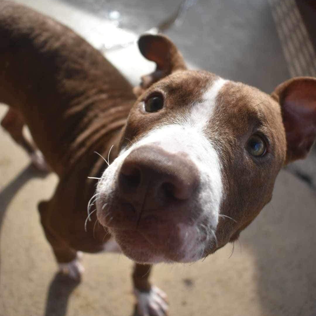 Juniper, a Adoptable Terrier in Penfield, NY image 6/6