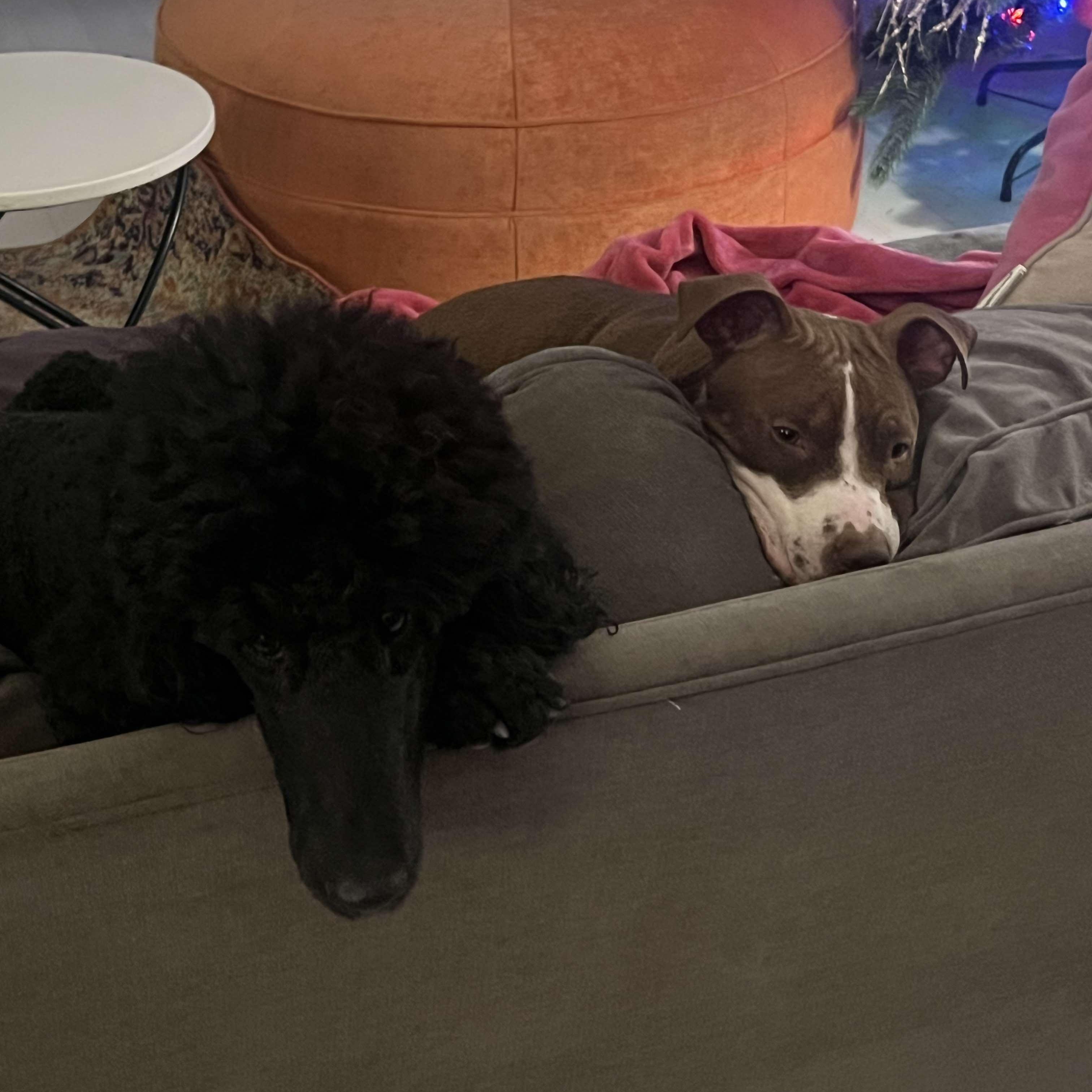 Juniper, a Adoptable Terrier in Penfield, NY image 2/6