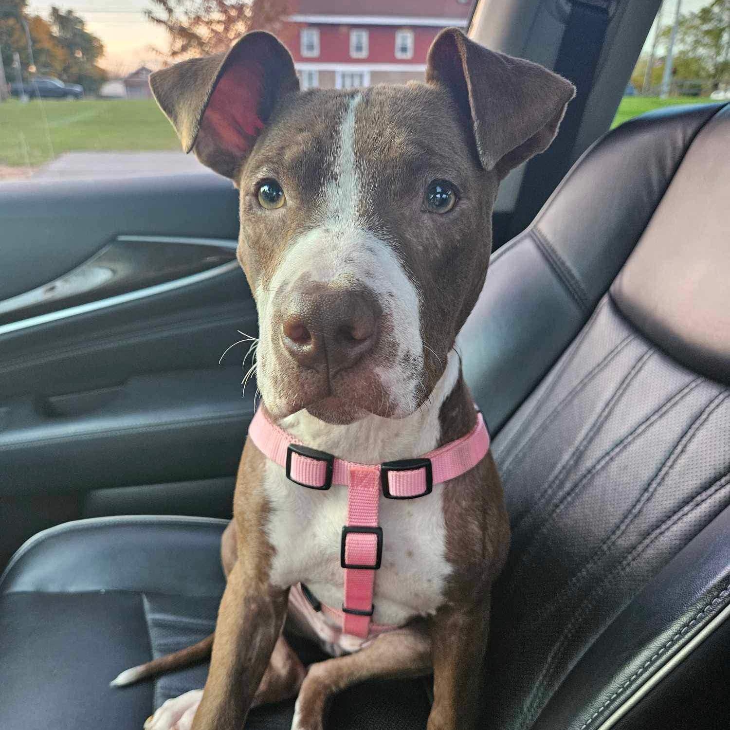 Juniper, Young Female Terrier