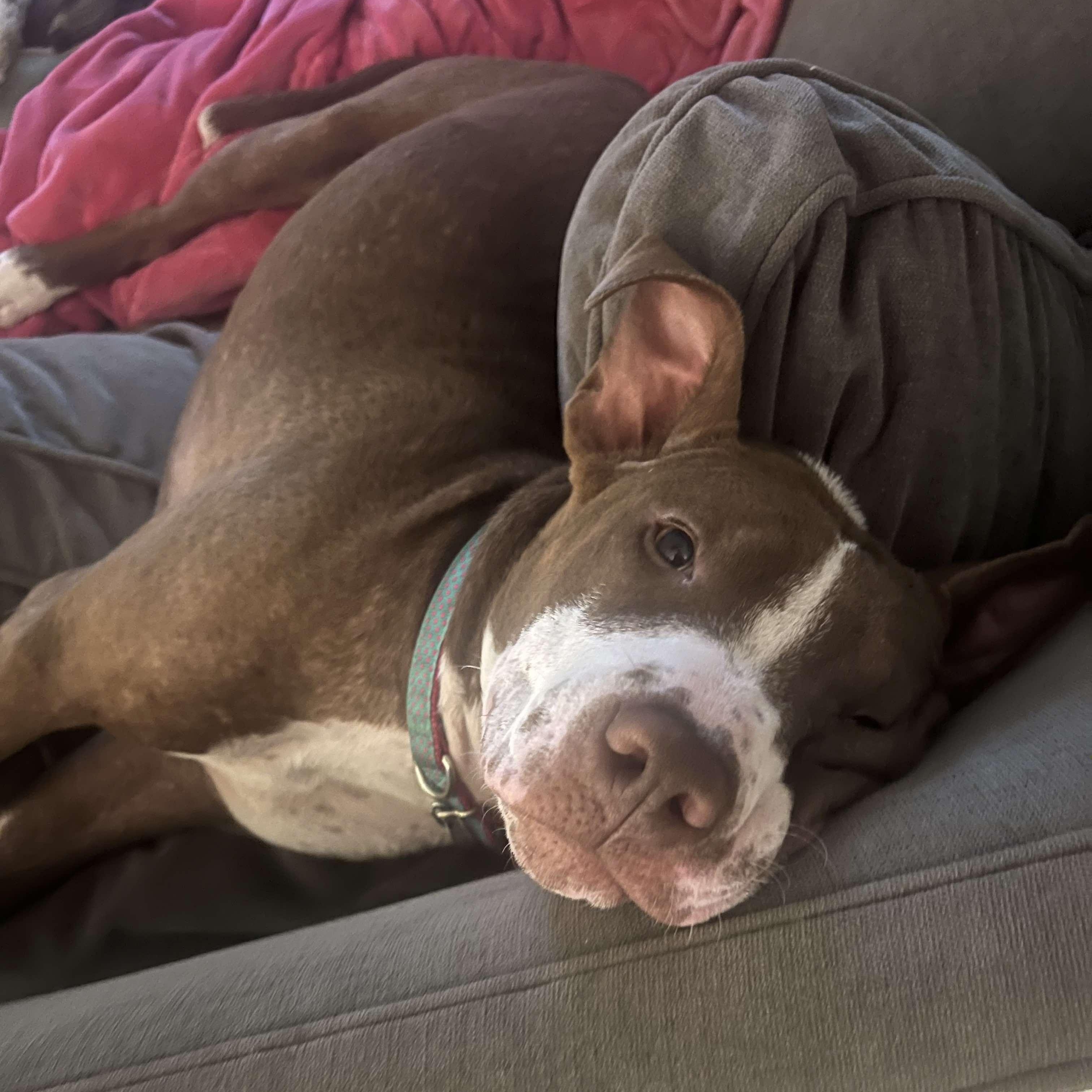 Juniper, an adoptable Terrier in Penfield, NY, 14526 | Photo Image 4