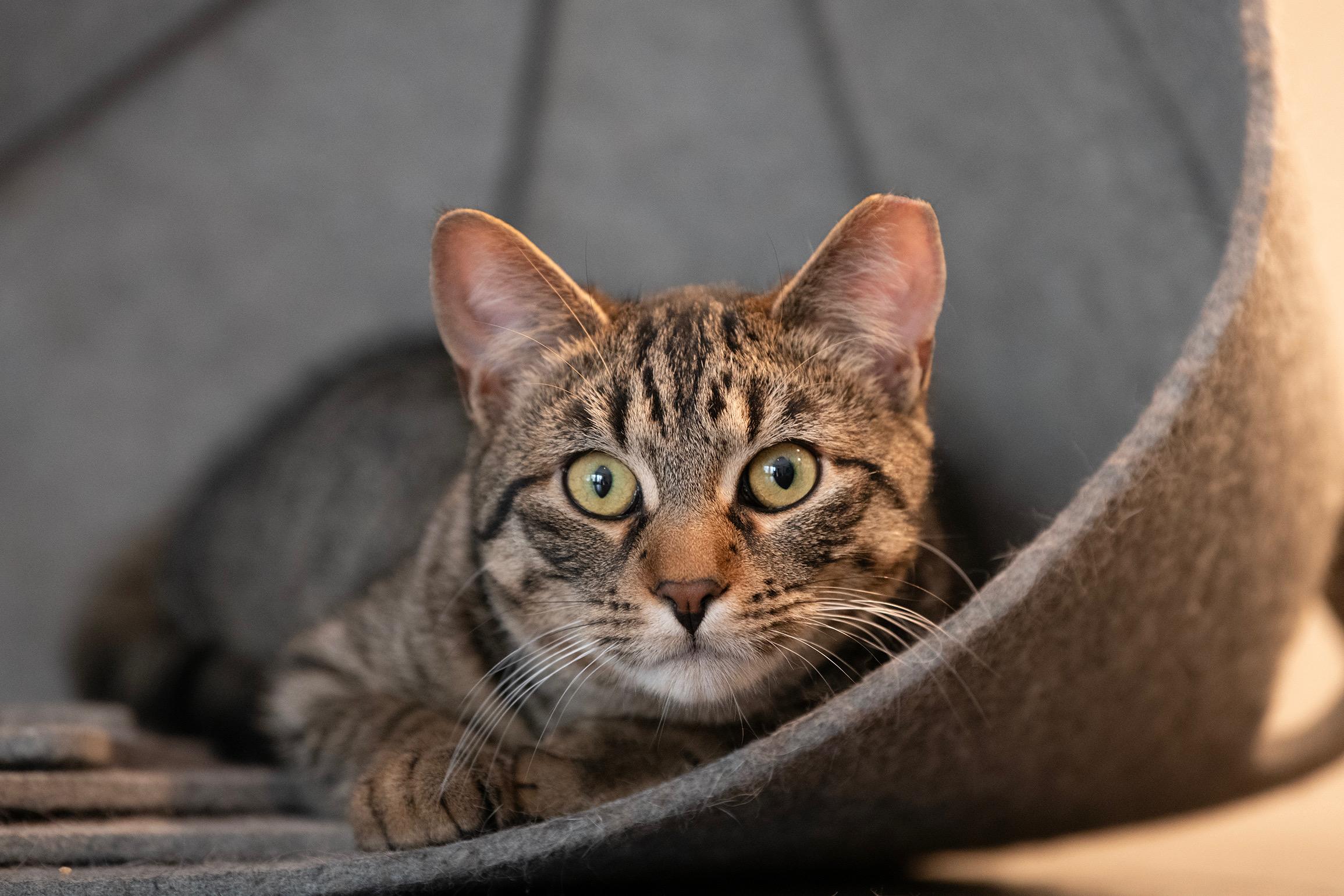 FORTY , ADOPTABLE, Young Male Domestic Short Hair.