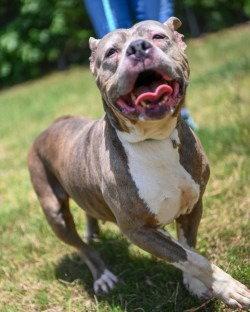 DA 34 Belle HHS RRP, Adoptable, Adult Female Pit Bull Terrier.