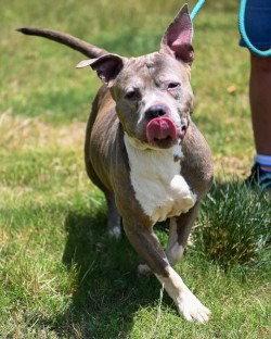 Enlarge DA 34 Belle HHS RRP, a Adoptable Pit Bull Terrier in Glen Allen, VA image 2/3