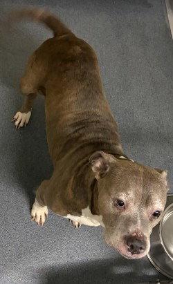 Enlarge DA 34 Belle, a Adoptable Pit Bull Terrier in Glen Allen, VA image 1/1