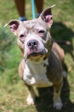 Enlarge DA 34 Belle HHS RRP, a Adoptable Pit Bull Terrier in Glen Allen, VA image 3/3