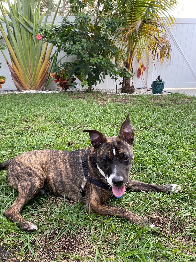 Mortimore, Adult Male Jack Russell Terrier
