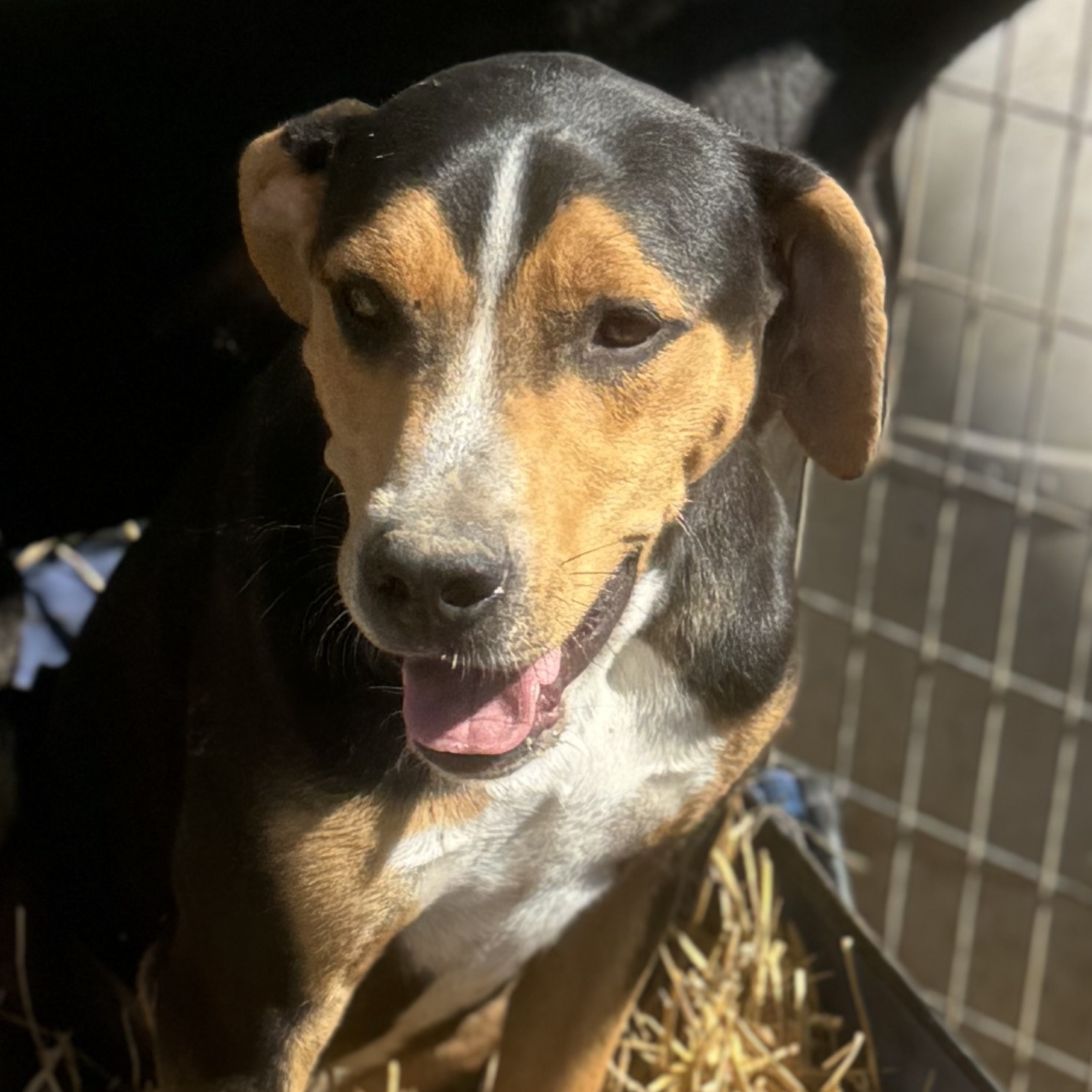 Quartz, a Adoptable mixed breed in Jefferson City, MO image 1/2