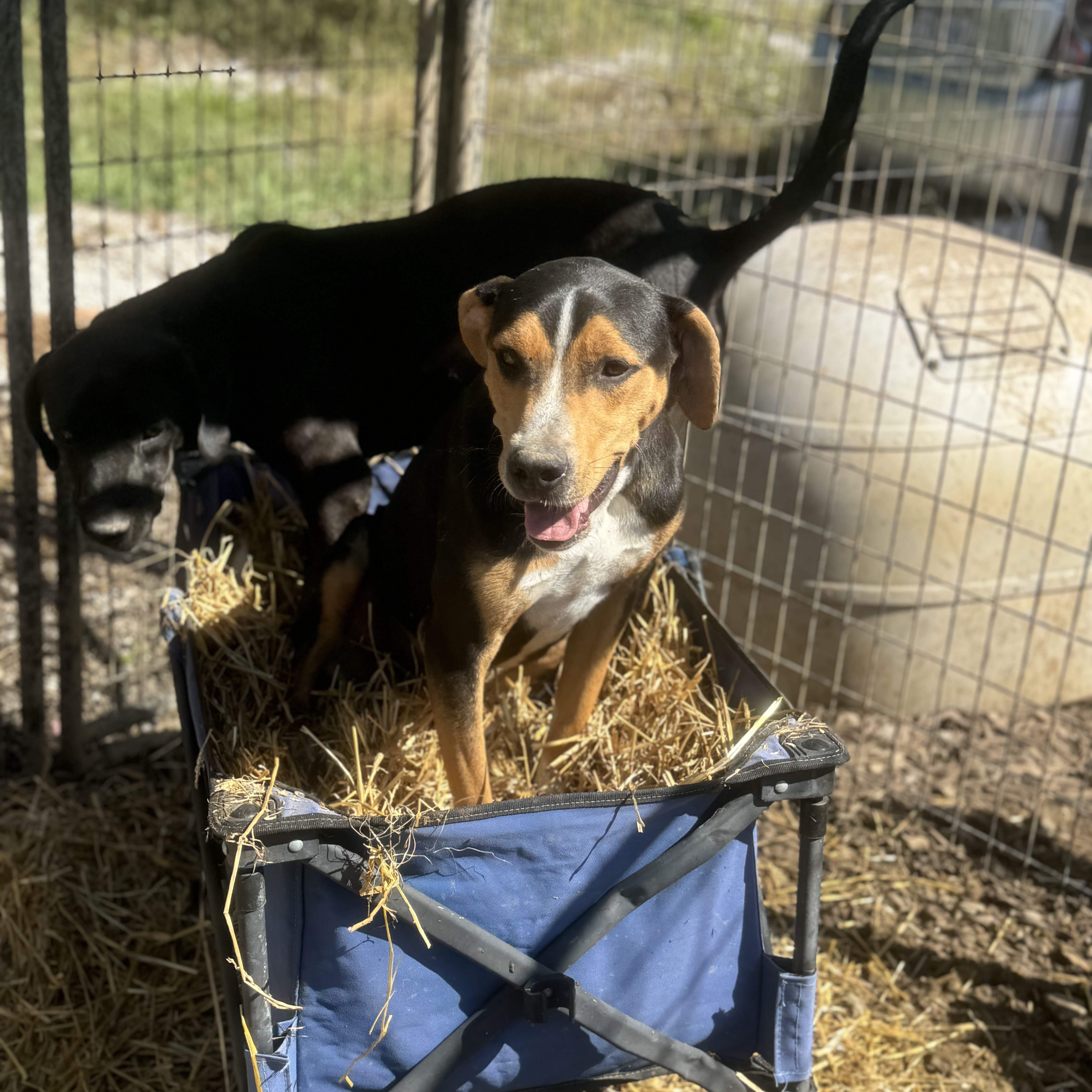 Quartz, a Adoptable mixed breed in Jefferson City, MO image 2/2