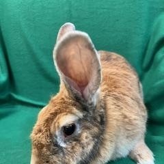Darcy, a ADOPTABLE mixed breed in Haltom City, TX image 3/4