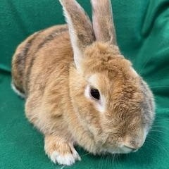 Darcy, ADOPTABLE, Adult Female Bunny Rabbit.