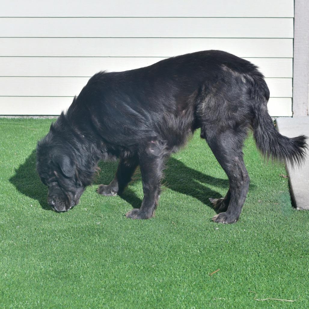Bubba J, Adoptable, Senior Male Mastiff & Mixed Breed.