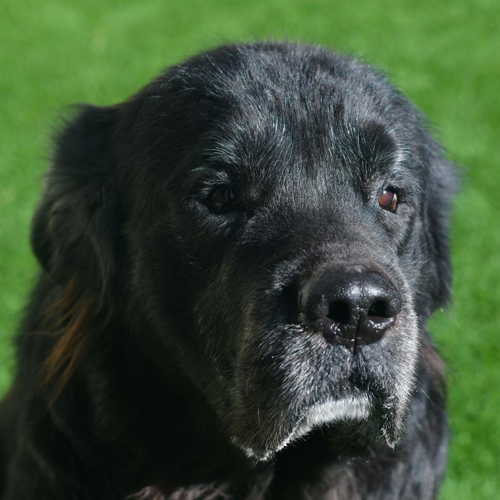 Enlarge Bubba J, a Adoptable mixed breed in Ottawa, KS image 2/2