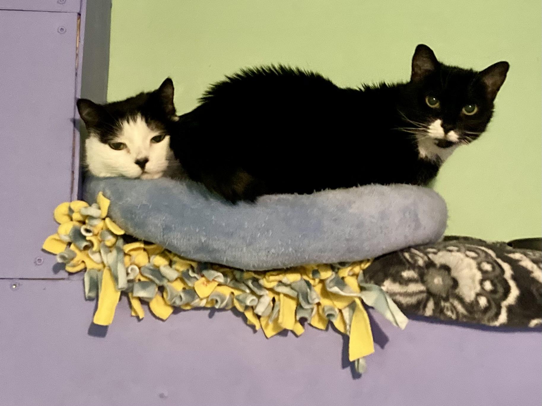 Sofie and Shiloh — thumbnail 2