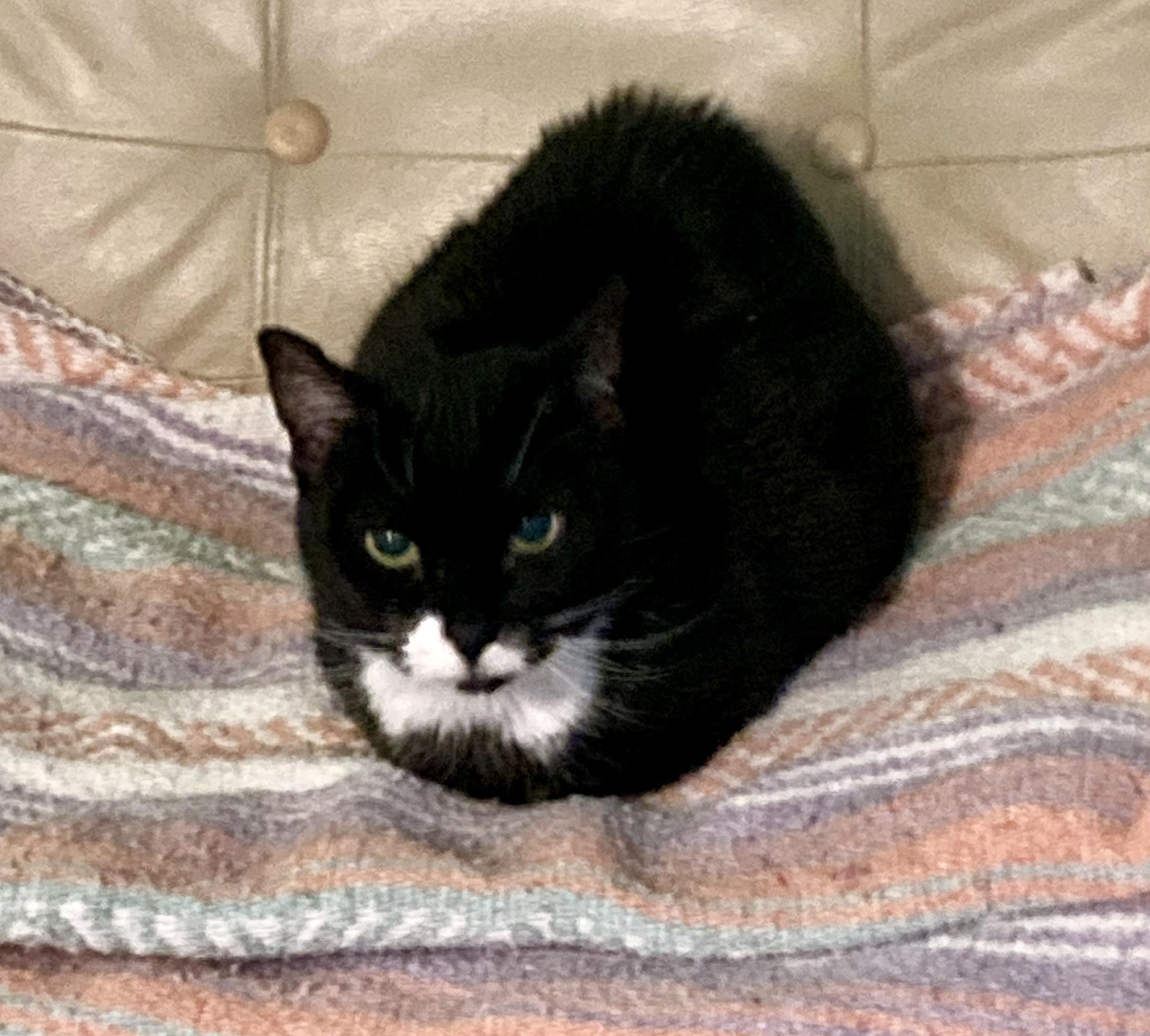 Sofie and Shiloh — thumbnail 4