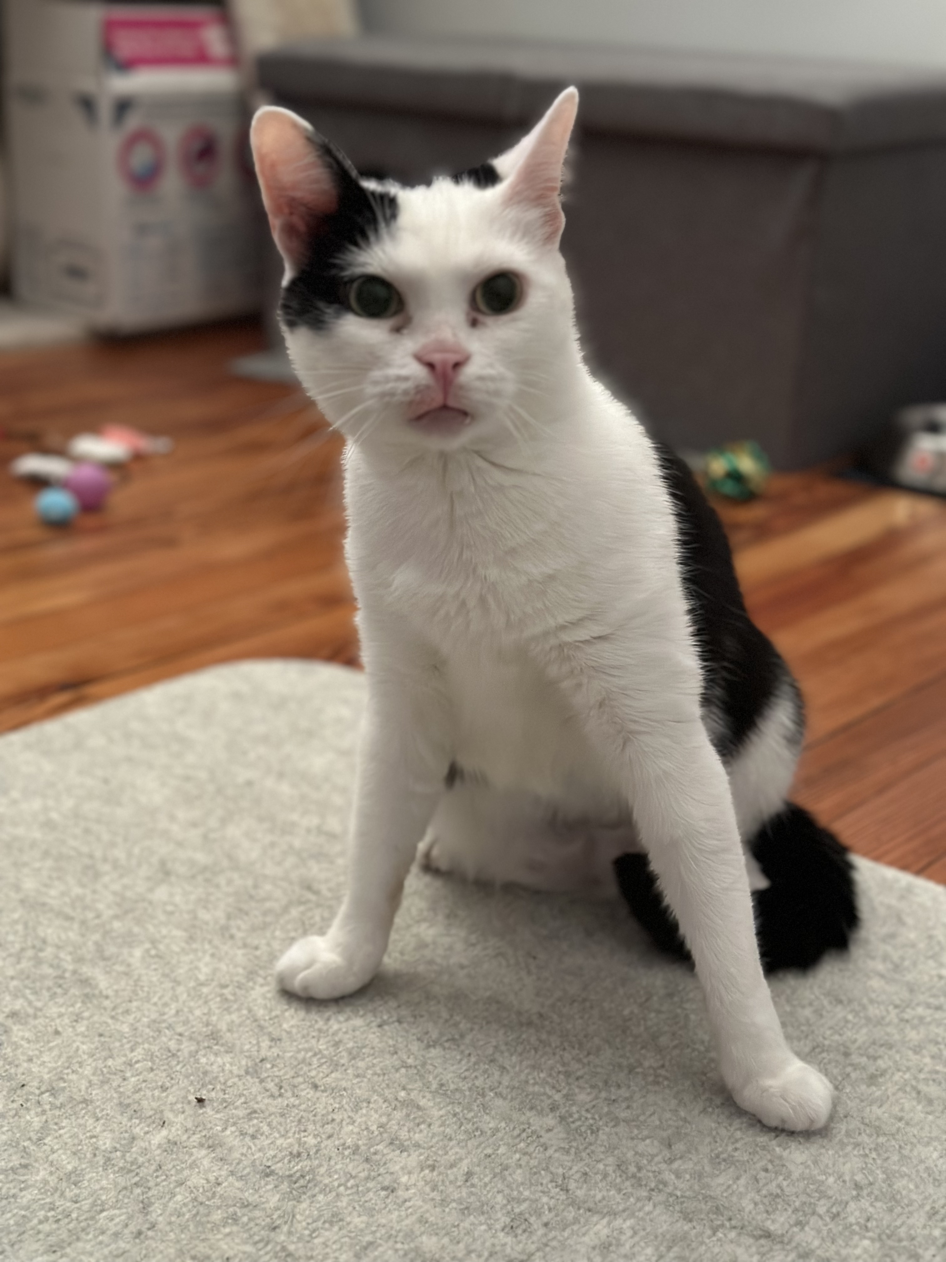 Enlarge Kuddly Kat: Cerebellar Hypoplasia Cutie Seeking a Calm Home, a Adoptable Domestic Short Hair in Larchmont, NY image 5/6