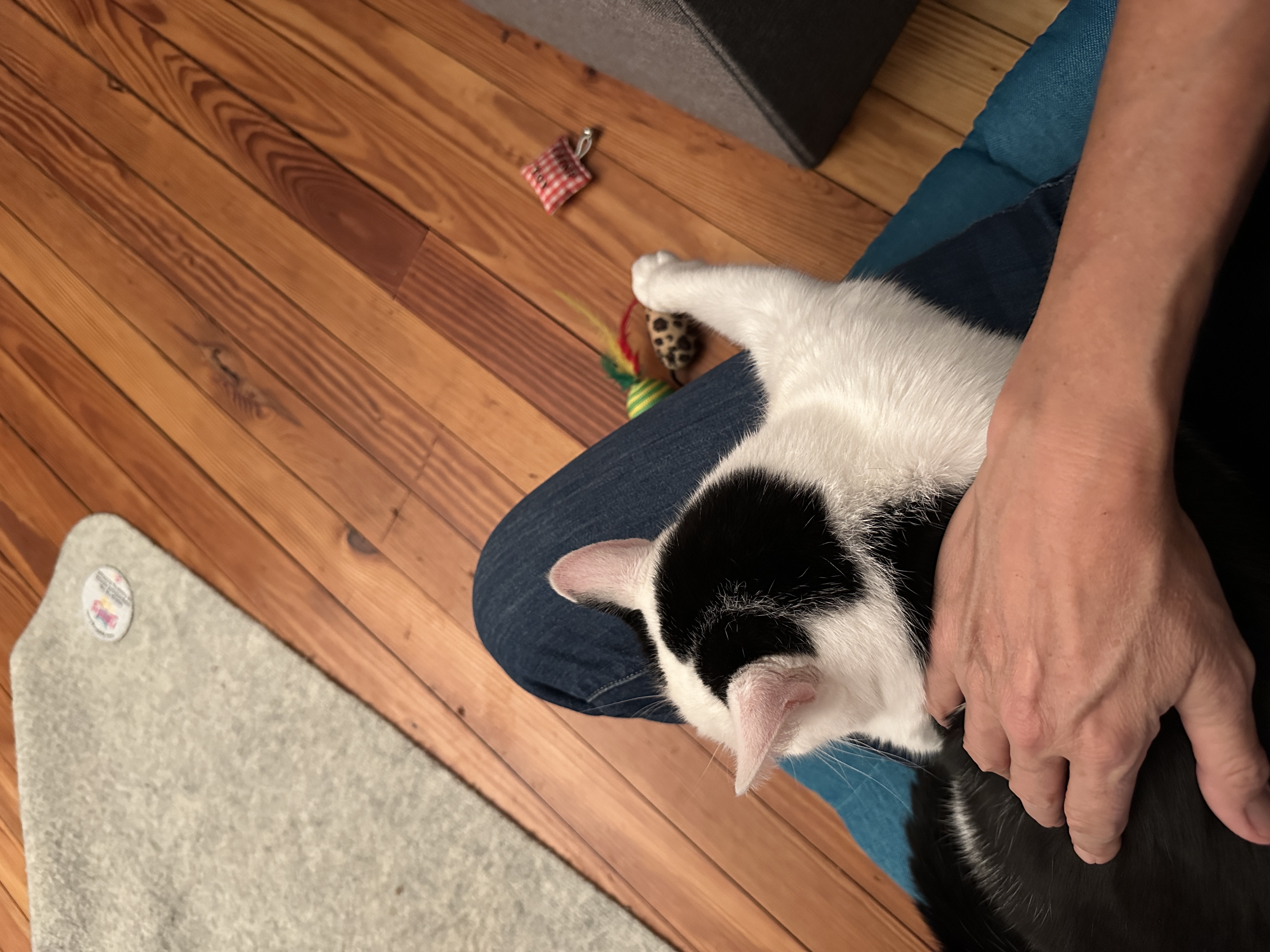 Enlarge Kuddly Kat: Cerebellar Hypoplasia Cutie Seeking a Calm Home, a Adoptable Domestic Short Hair in Larchmont, NY image 4/6