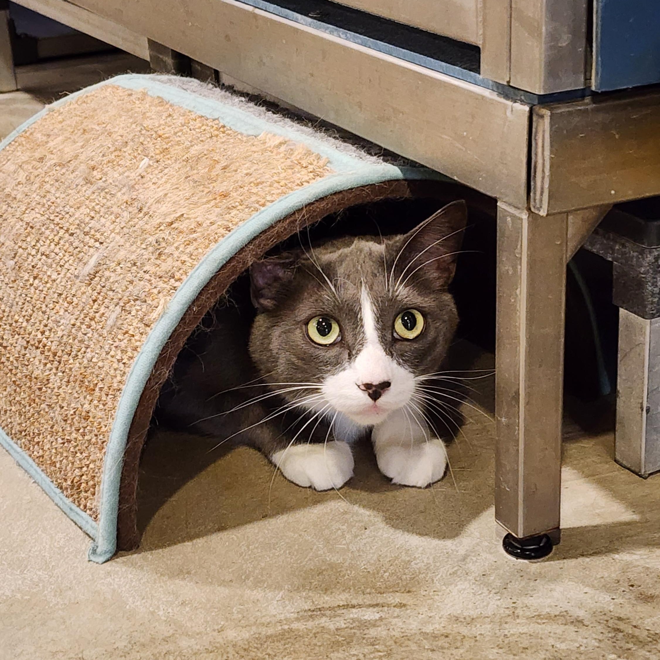 Enlarge Tommy Boy, an adopted Domestic Short Hair in Ely, MN image 4/4