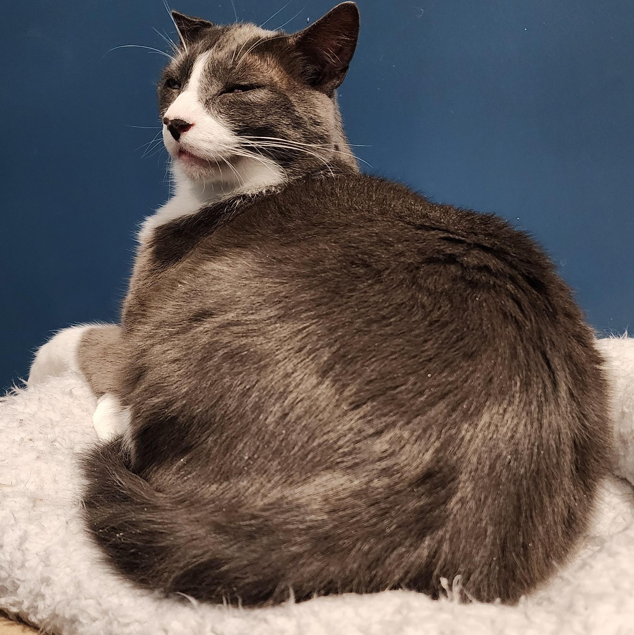 Enlarge Tommy Boy, an adopted Domestic Short Hair in Ely, MN image 2/4