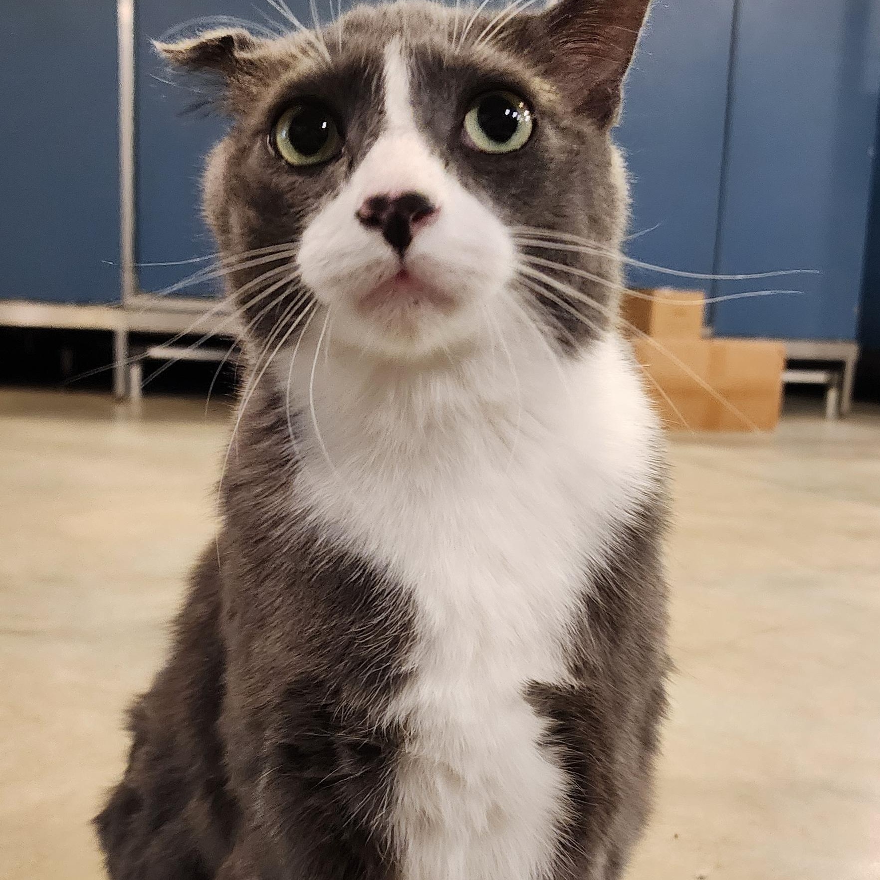 Enlarge Tommy Boy, an adopted Domestic Short Hair in Ely, MN image 3/4