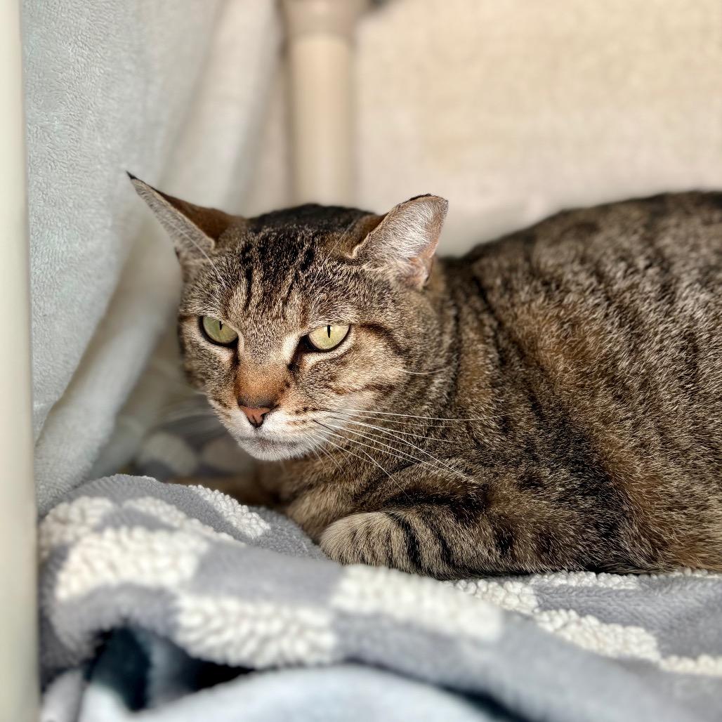 Enlarge Bonnie, a Adoptable Domestic Short Hair in New Fairfield, CT image 1/6