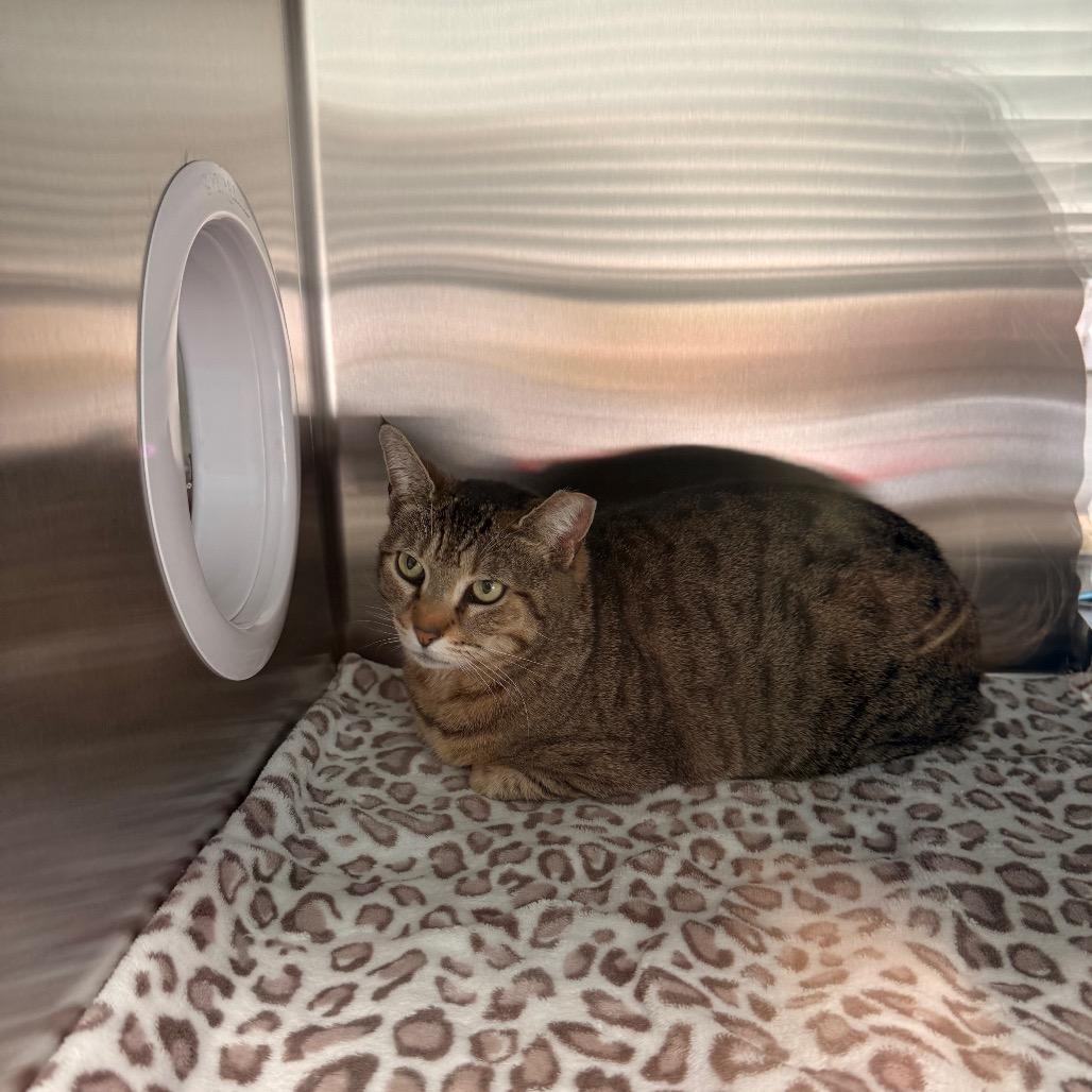 Enlarge Bonnie, a Adoptable Domestic Short Hair in New Fairfield, CT image 1/4