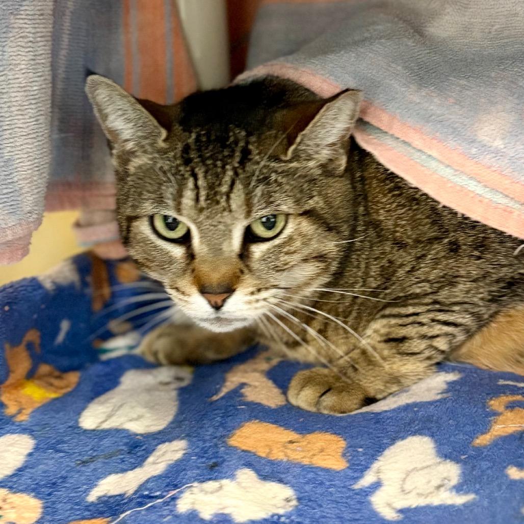 Enlarge Bonnie, a Adoptable Domestic Short Hair in New Fairfield, CT image 2/4