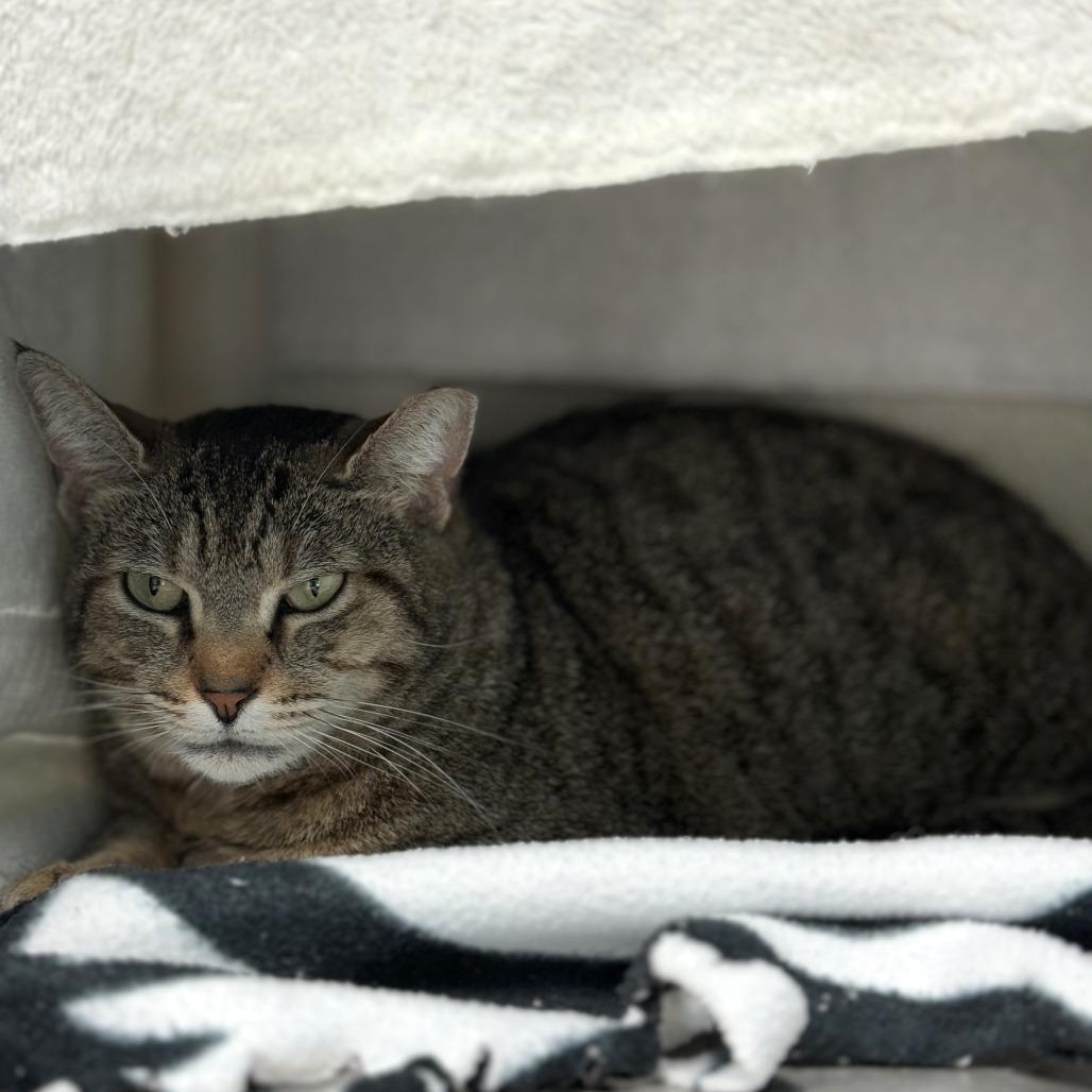 Enlarge Bonnie, a Adoptable Domestic Short Hair in New Fairfield, CT image 4/6