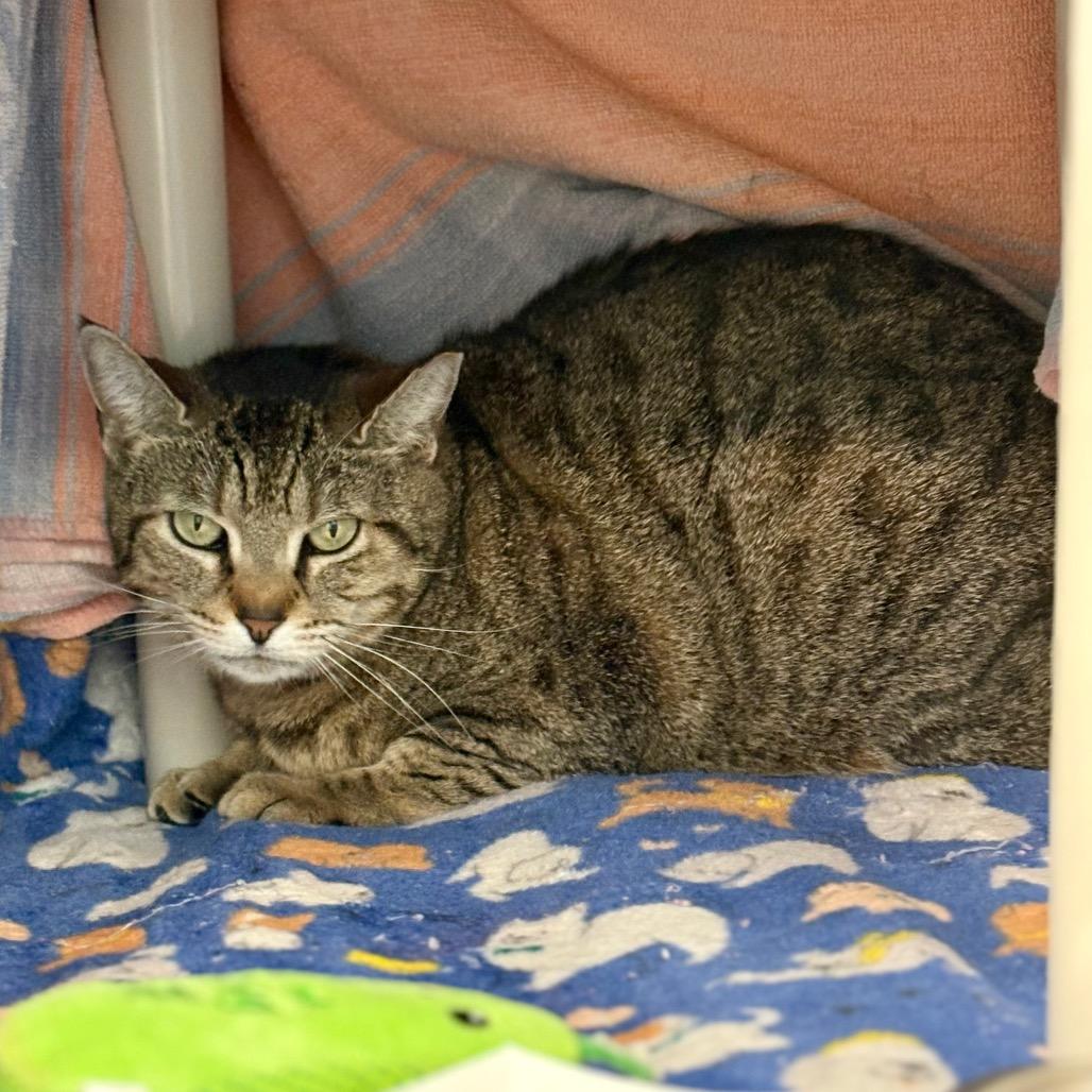 Enlarge Bonnie, a Adoptable Domestic Short Hair in New Fairfield, CT image 3/4