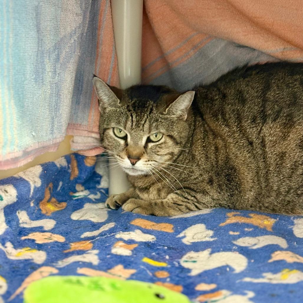 Enlarge Bonnie, a Adoptable Domestic Short Hair in New Fairfield, CT image 4/4