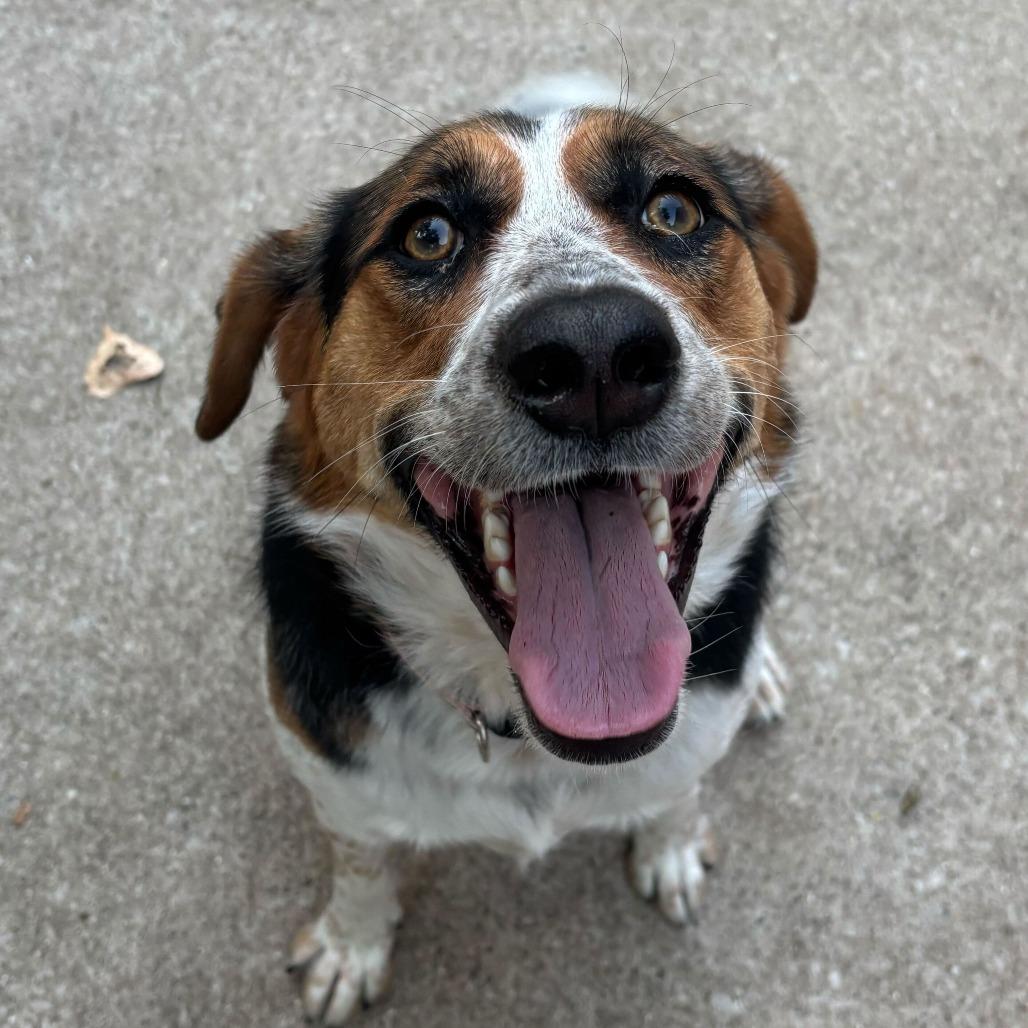 Concha, a Adoptable Beagle in Grand Rapids, MI image 1/5