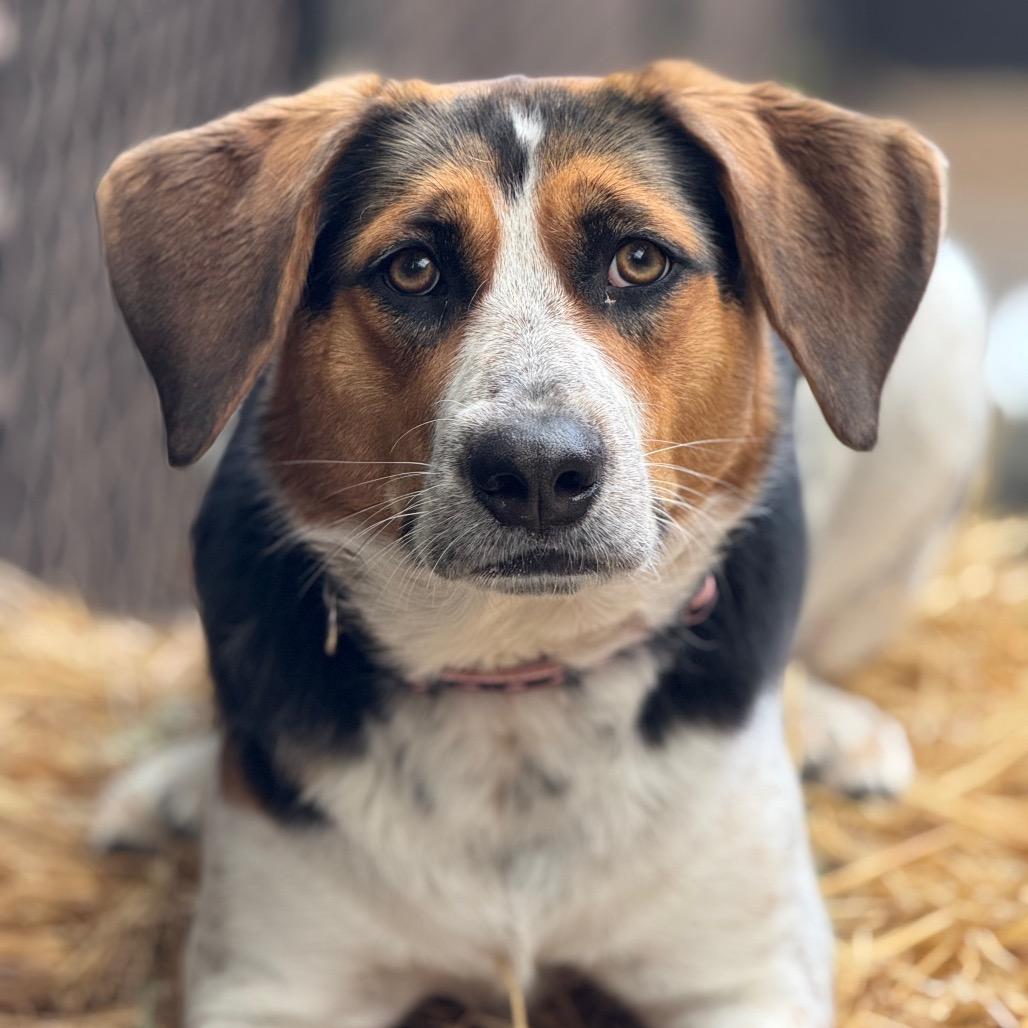 Concha, a Adoptable Beagle in Grand Rapids, MI image 2/5