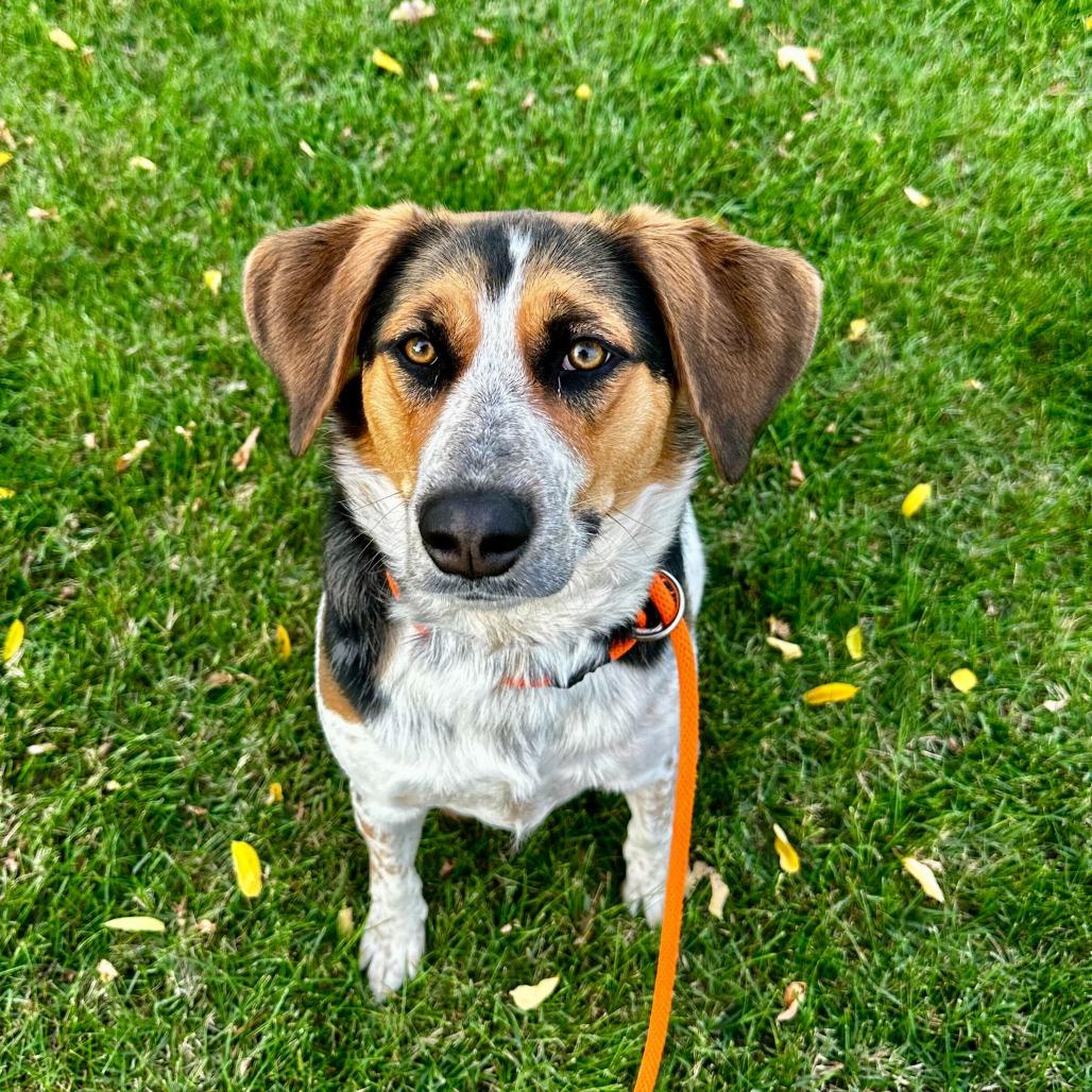 Concha, a Adoptable Beagle in Grand Rapids, MI image 4/5
