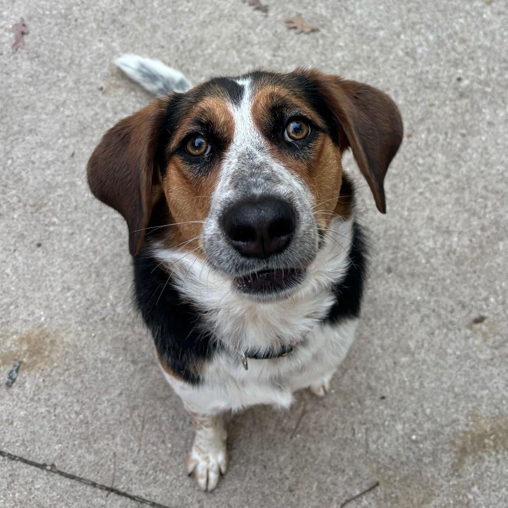 Enlarge Concha, a Adoptable Beagle in Grand Rapids, MI image 5/6