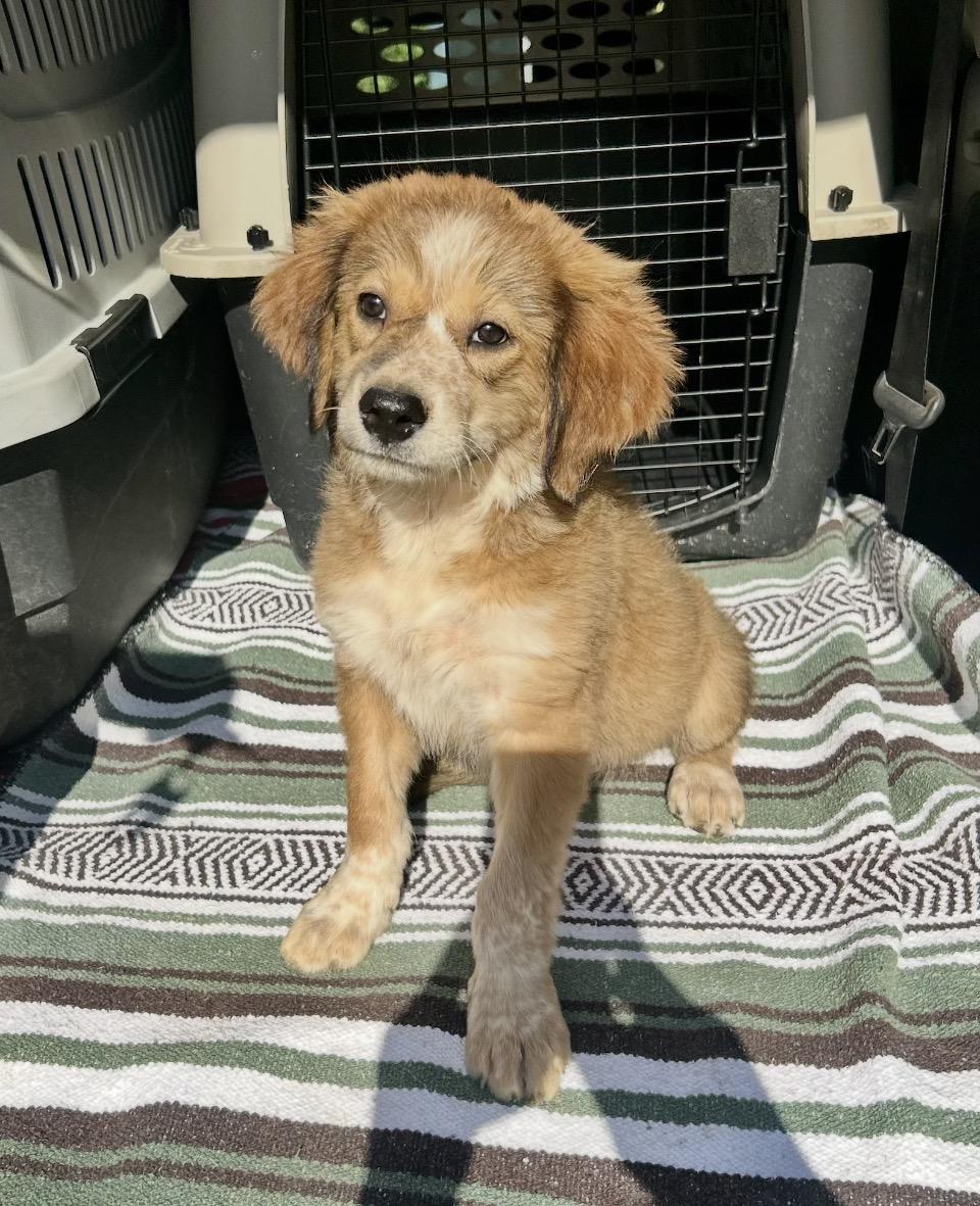 Aubree, Adoptable, Puppy Female Australian Shepherd & Mixed Breed.