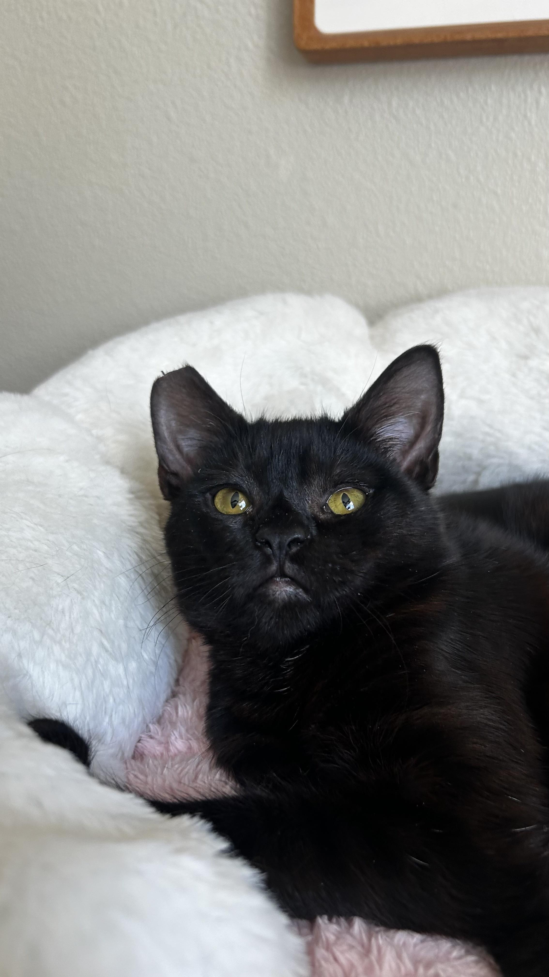 Enlarge Willamette, a ADOPTABLE Domestic Short Hair in Portland, OR image 2/6