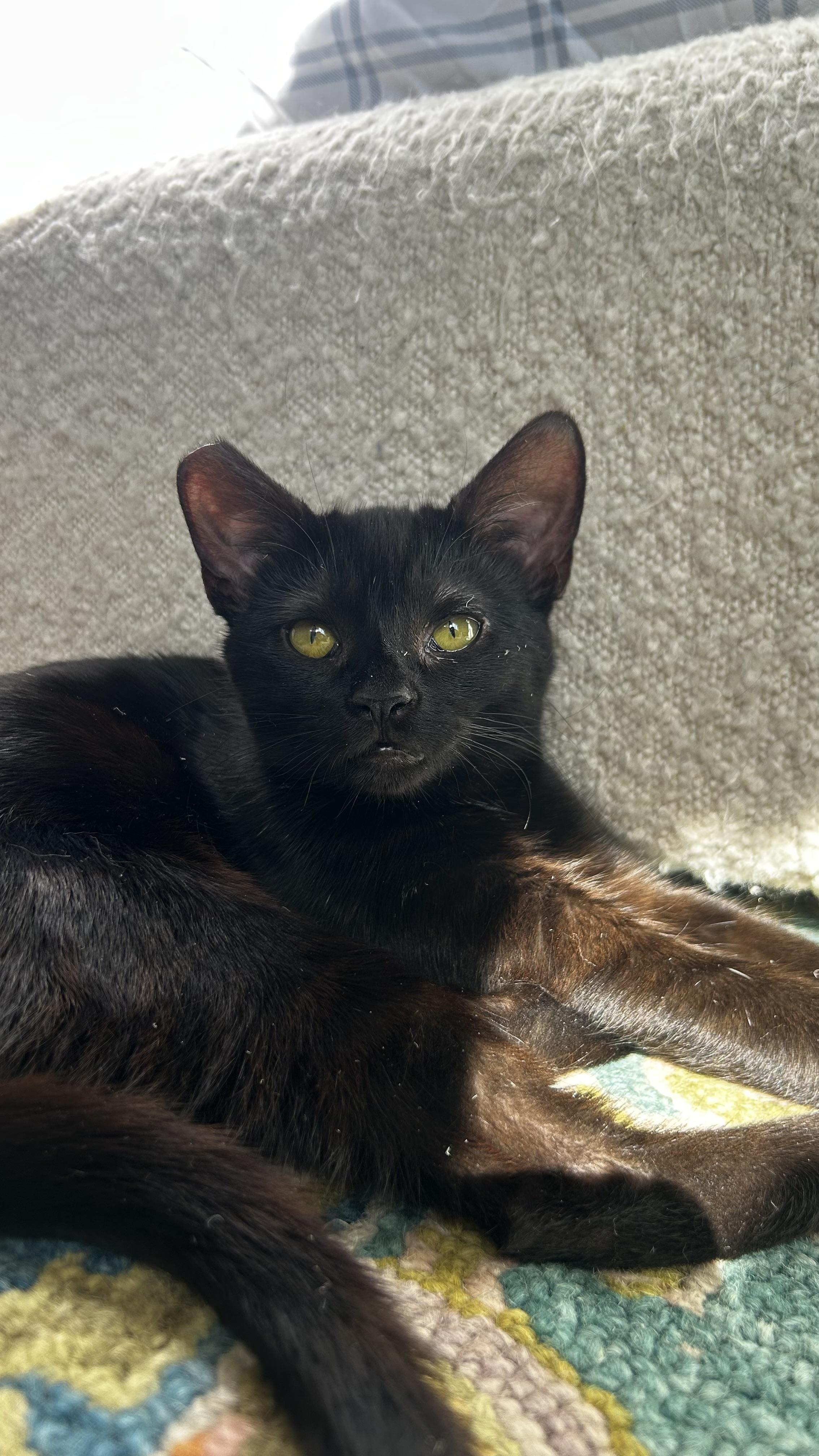 Enlarge Willamette, a ADOPTABLE Domestic Short Hair in Portland, OR image 6/6