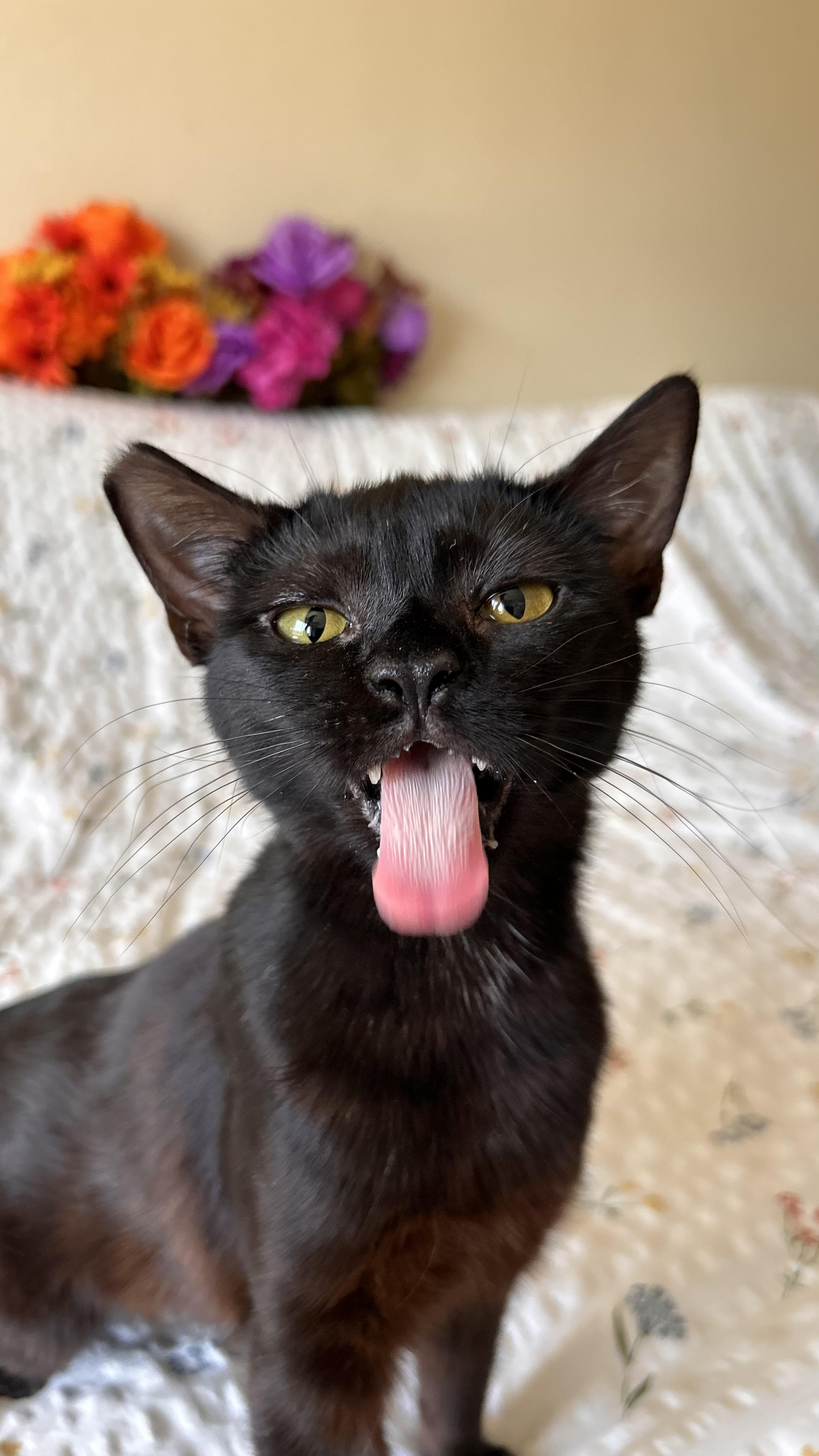 Enlarge Willamette, a ADOPTABLE Domestic Short Hair in Portland, OR image 3/6