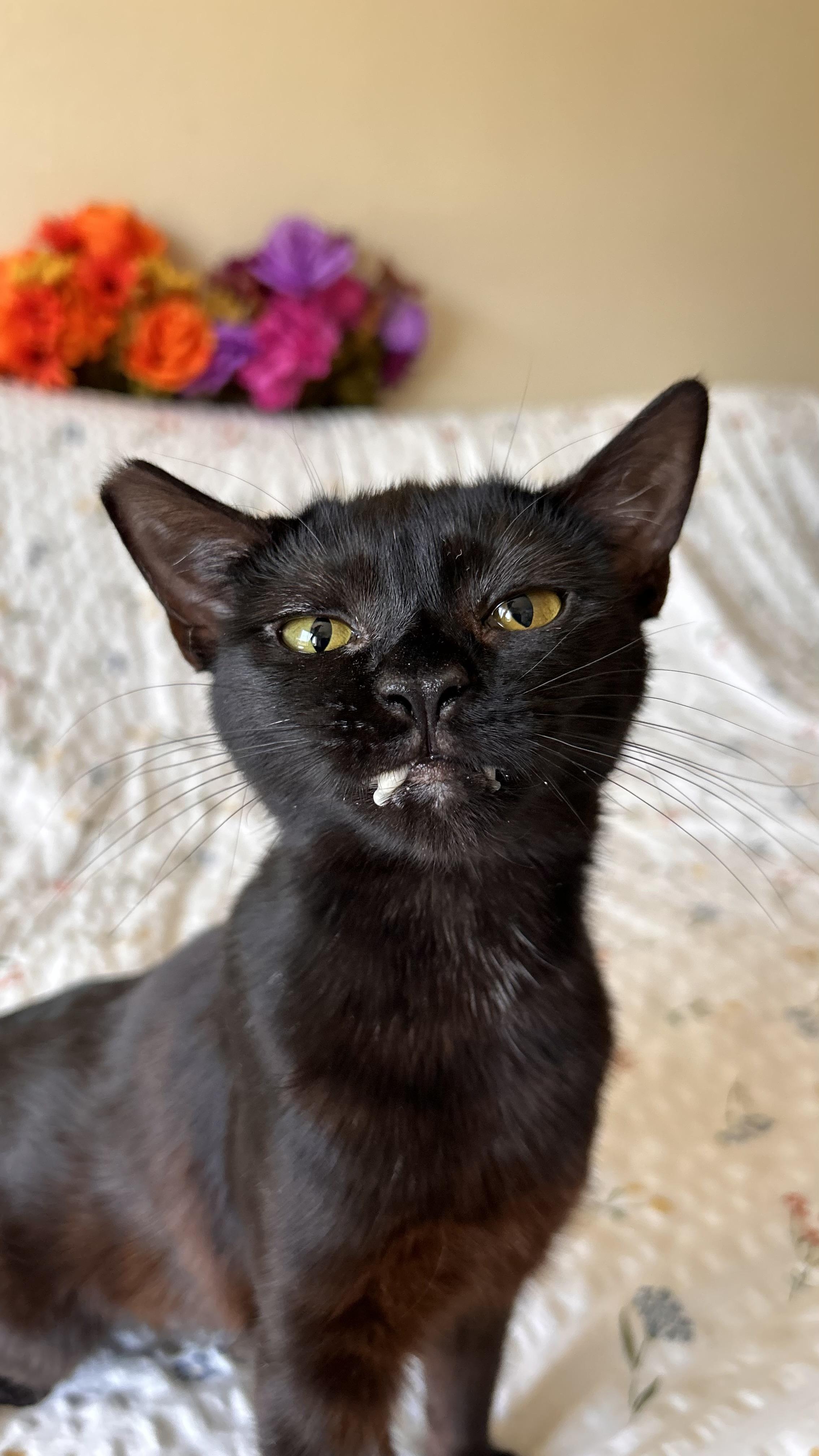 Enlarge Willamette, a ADOPTABLE Domestic Short Hair in Portland, OR image 5/6