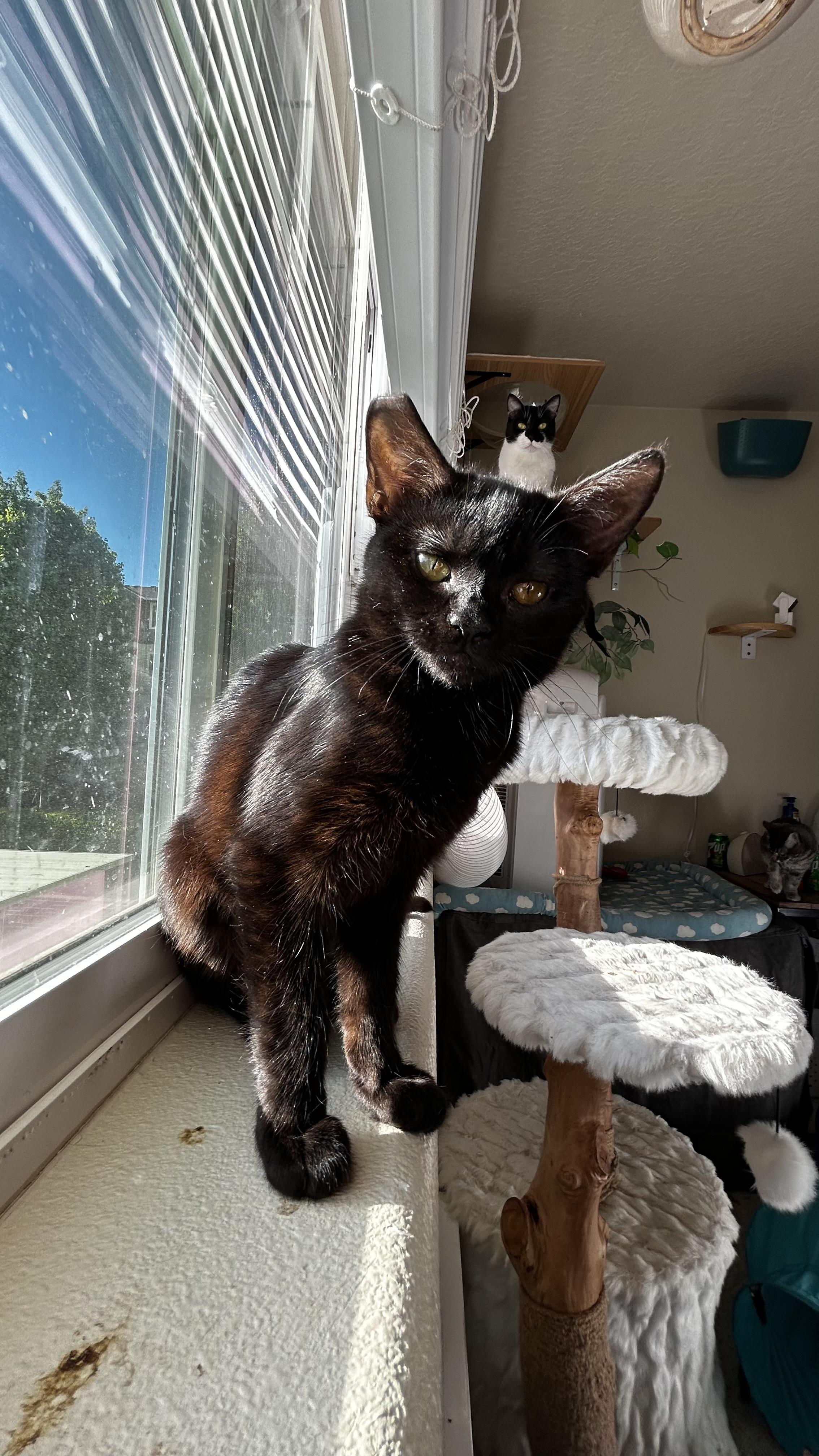 Enlarge Willamette, a ADOPTABLE Domestic Short Hair in Portland, OR image 4/6