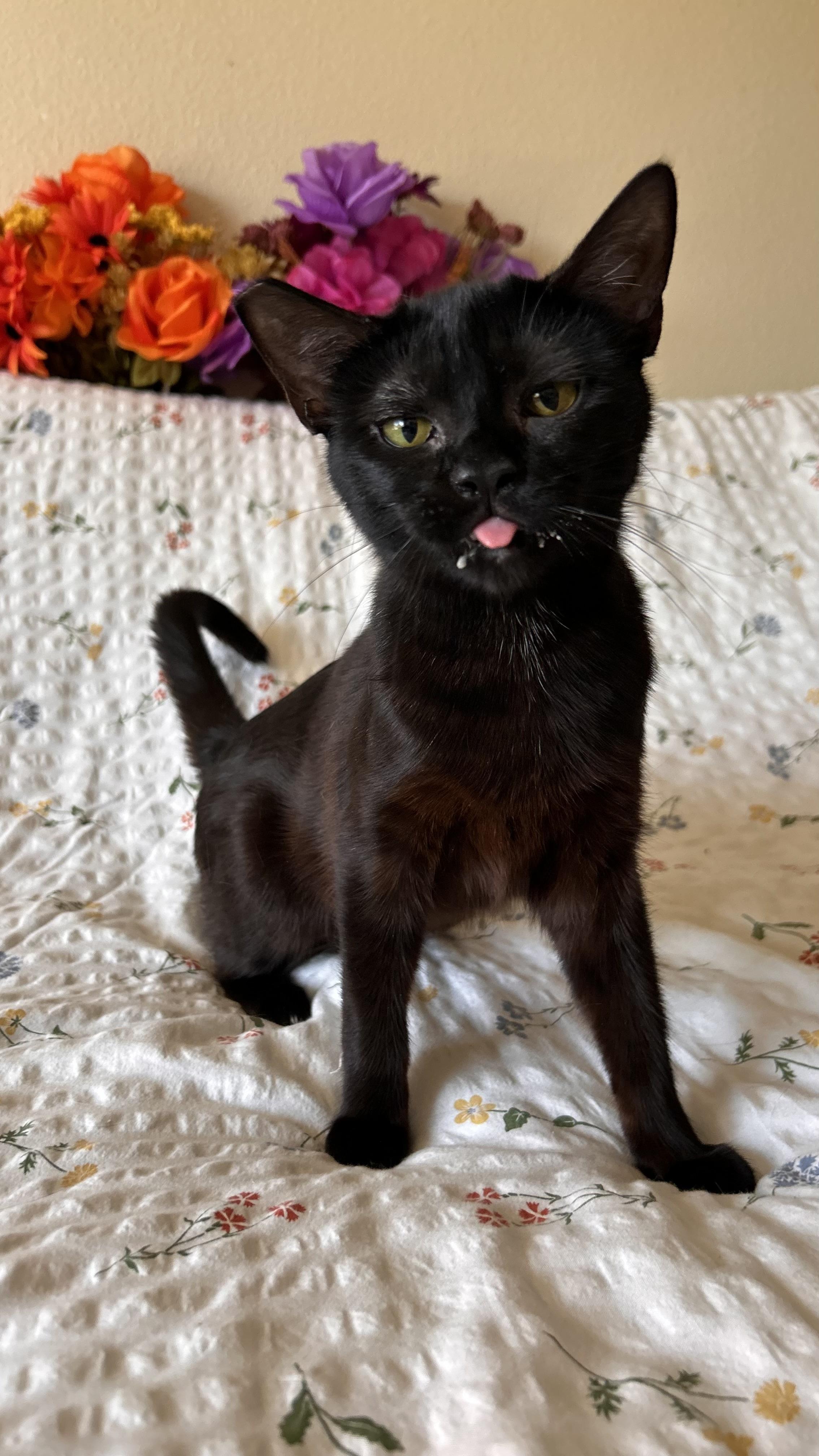 Willamette, ADOPTABLE, Kitten Female Domestic Short Hair.