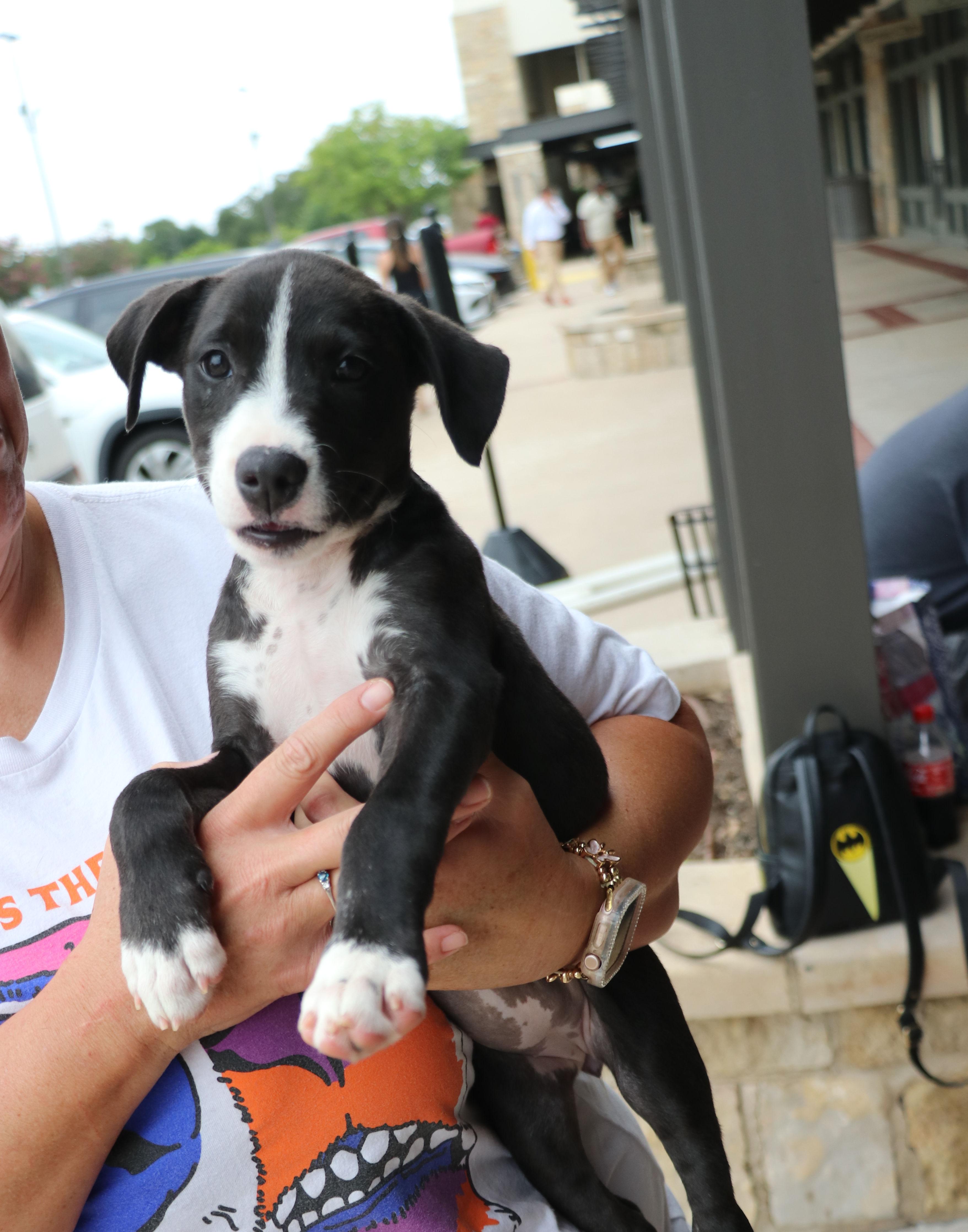 Enlarge Bella Noche, a Adopted mixed breed in Pflugerville, TX image 6/6