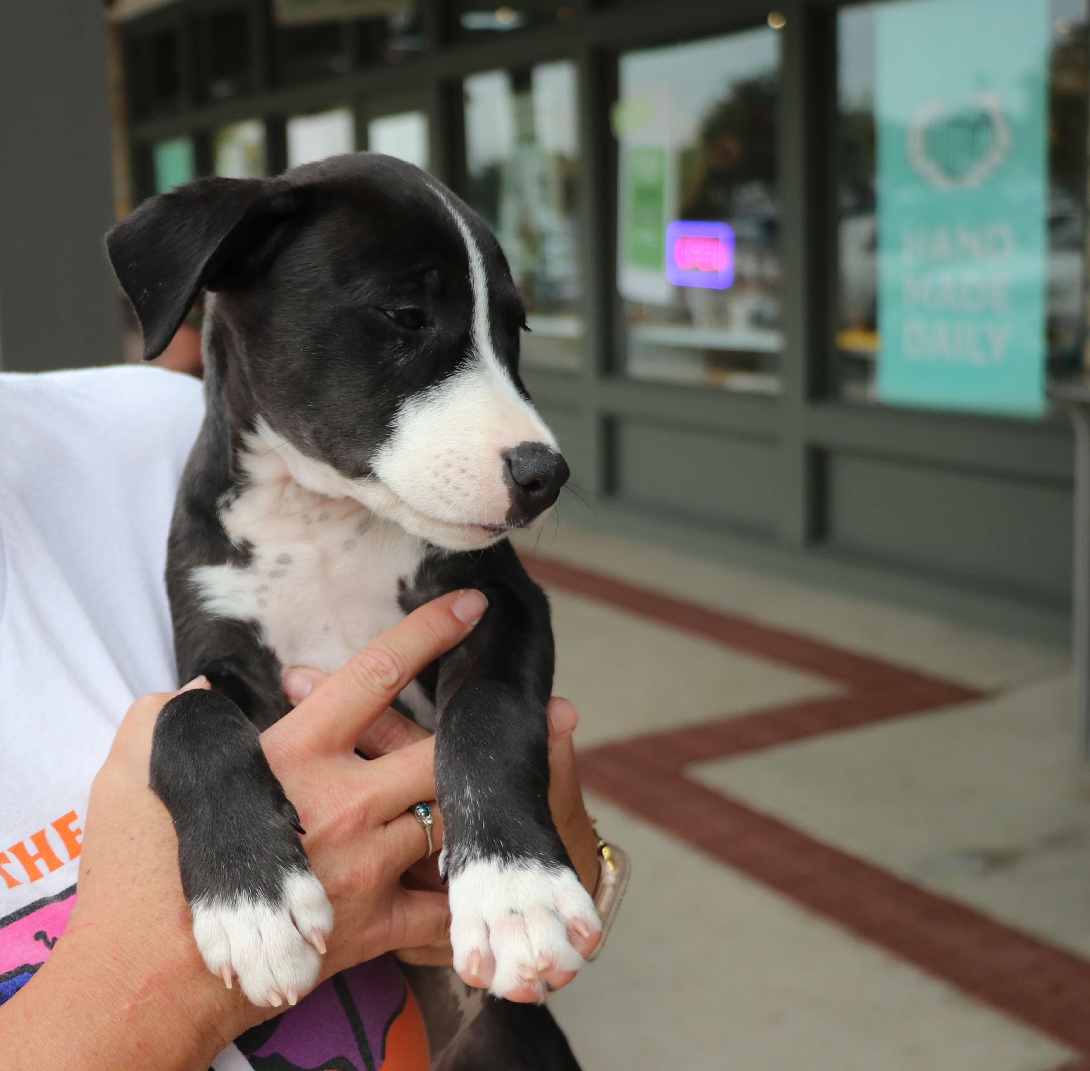 Enlarge Bella Noche, a Adopted mixed breed in Pflugerville, TX image 3/6