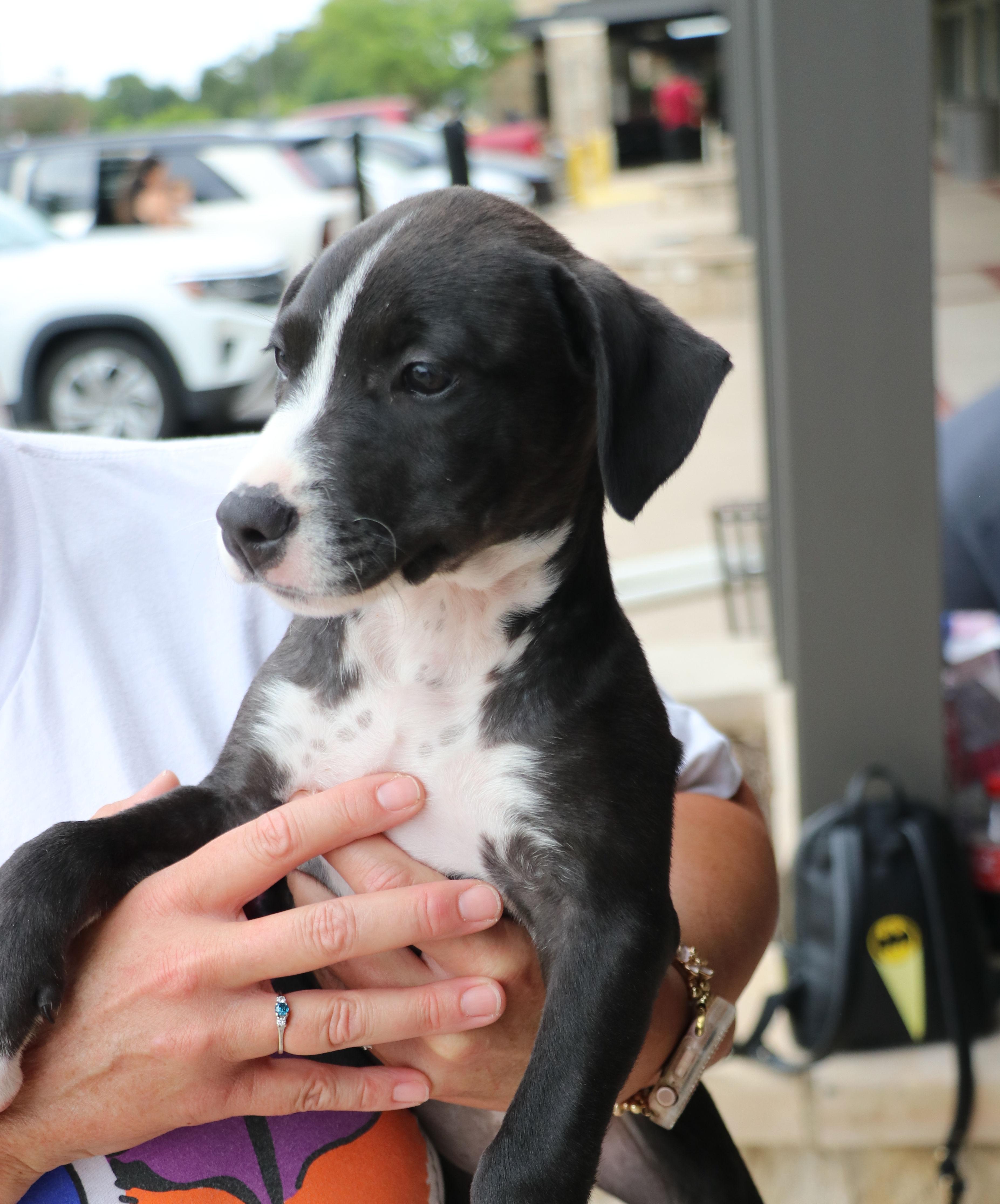 Enlarge Bella Noche, a Adopted mixed breed in Pflugerville, TX image 4/6